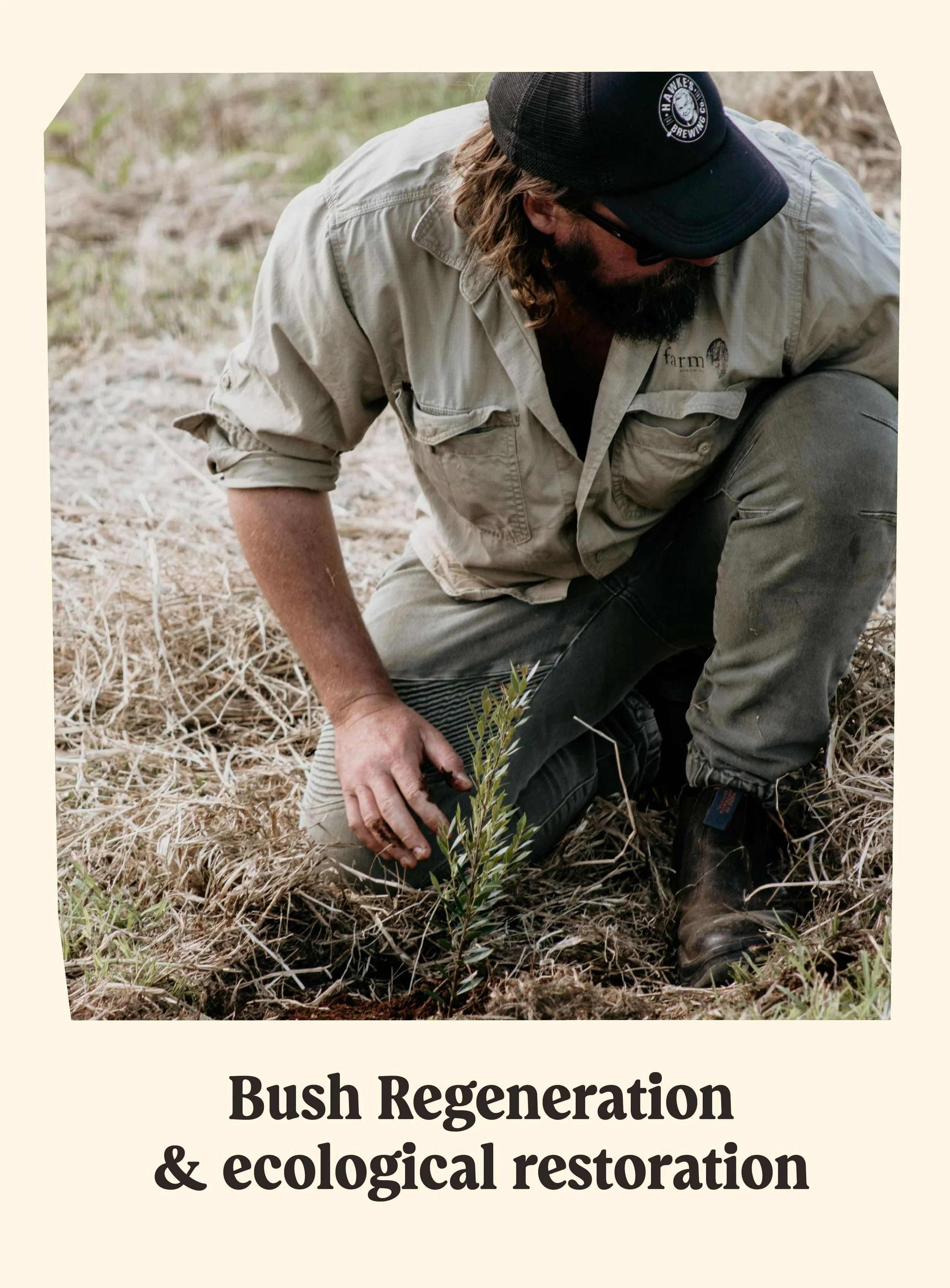 A man wearing a beige shirt, black hat, and sunglasses is kneeling on the ground, planting a small shrub in dry, brown grass and soil.