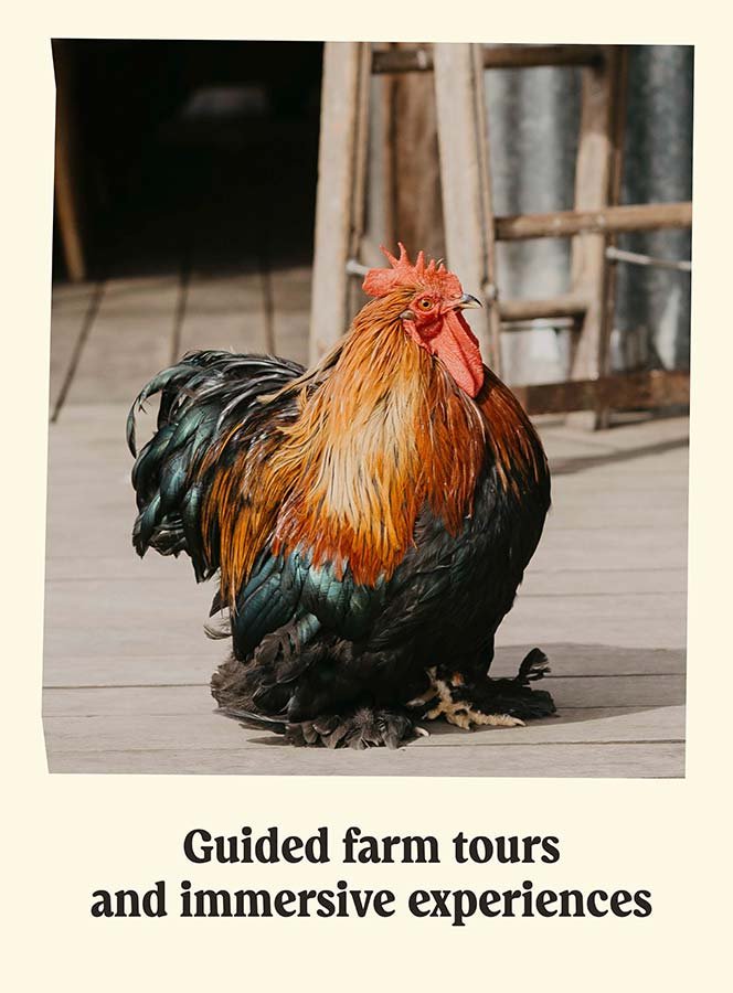 Colorful rooster sitting on a wooden deck with farm equipment in the background, promoting guided farm tours and immersive experiences.