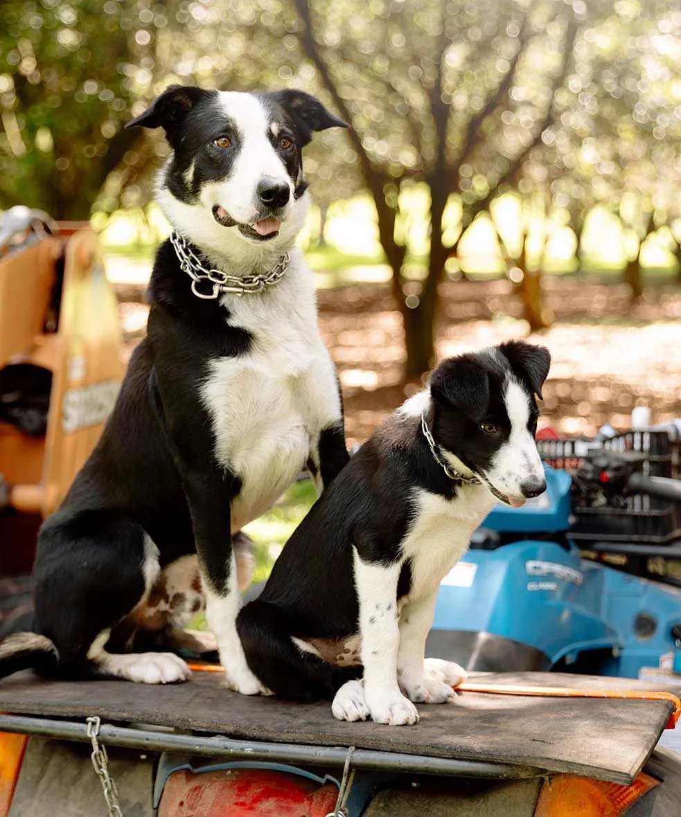Two black and white dogs sitting outdoors, one larger and one smaller, on a flat surface with trees in the background.