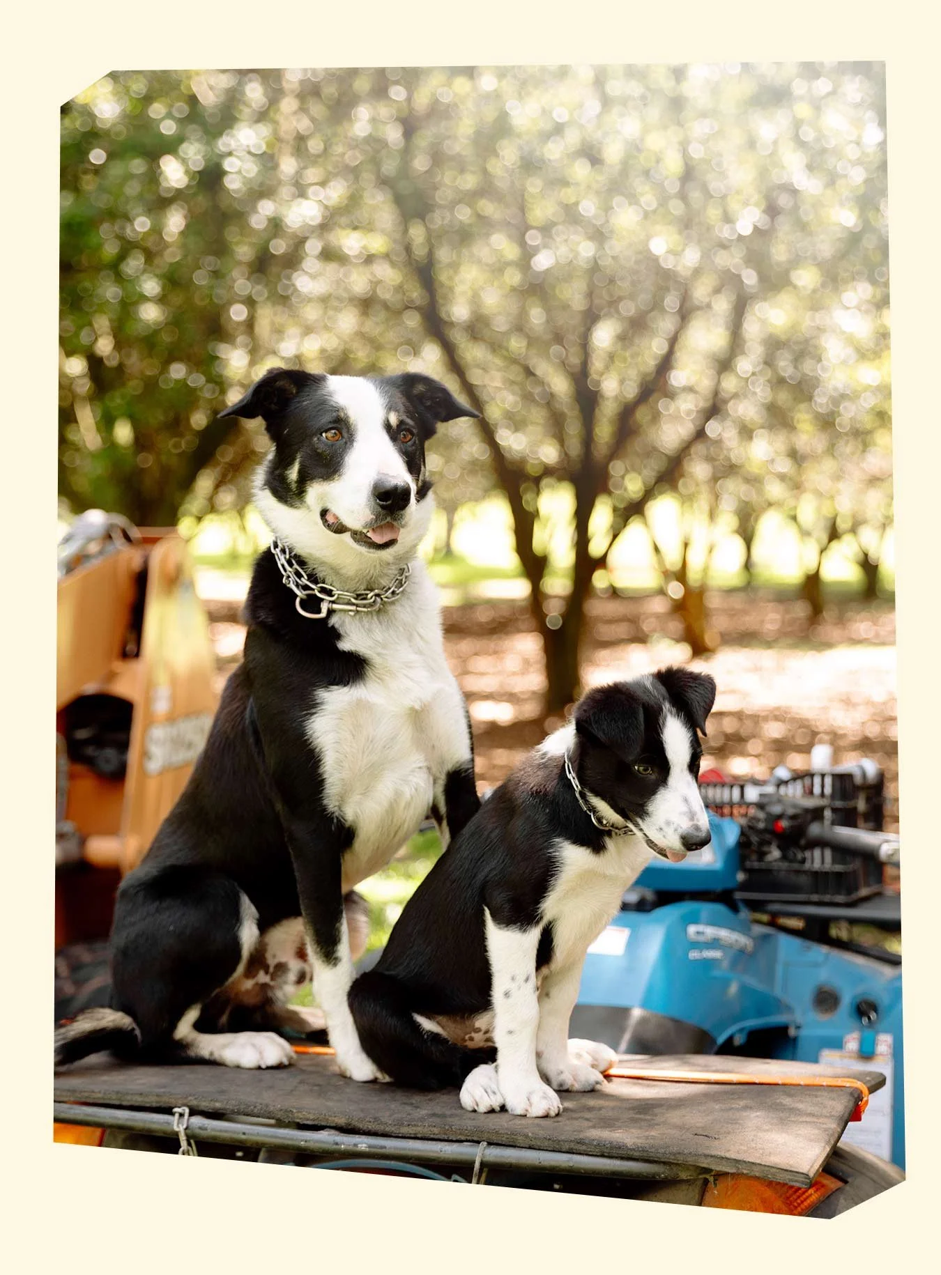 Two black and white dogs with collars sitting outdoors in front of blurred trees and sunlight, on a platform with equipment and blue carts around.