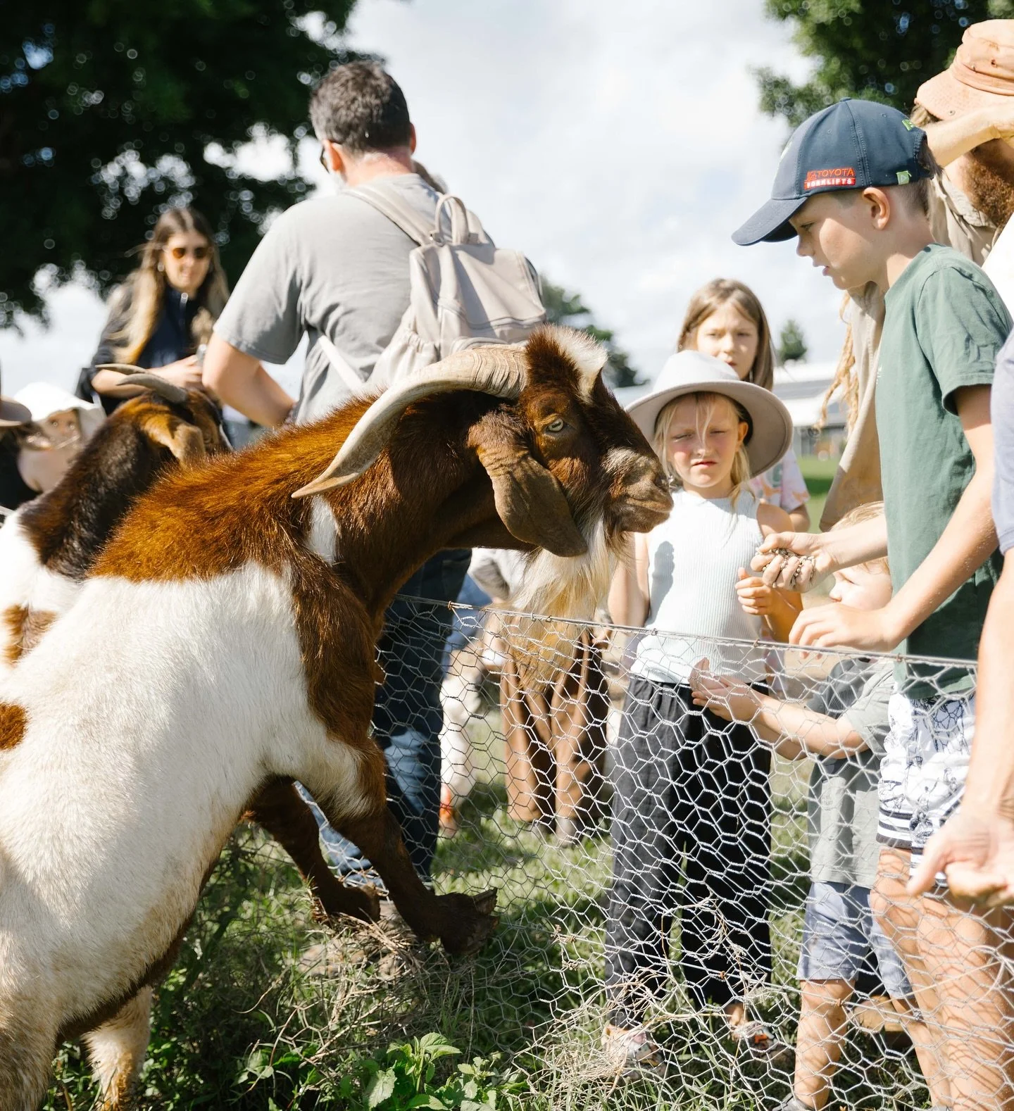 Children and adults at a farm, feeding a goat behind a wire fence on a sunny day.