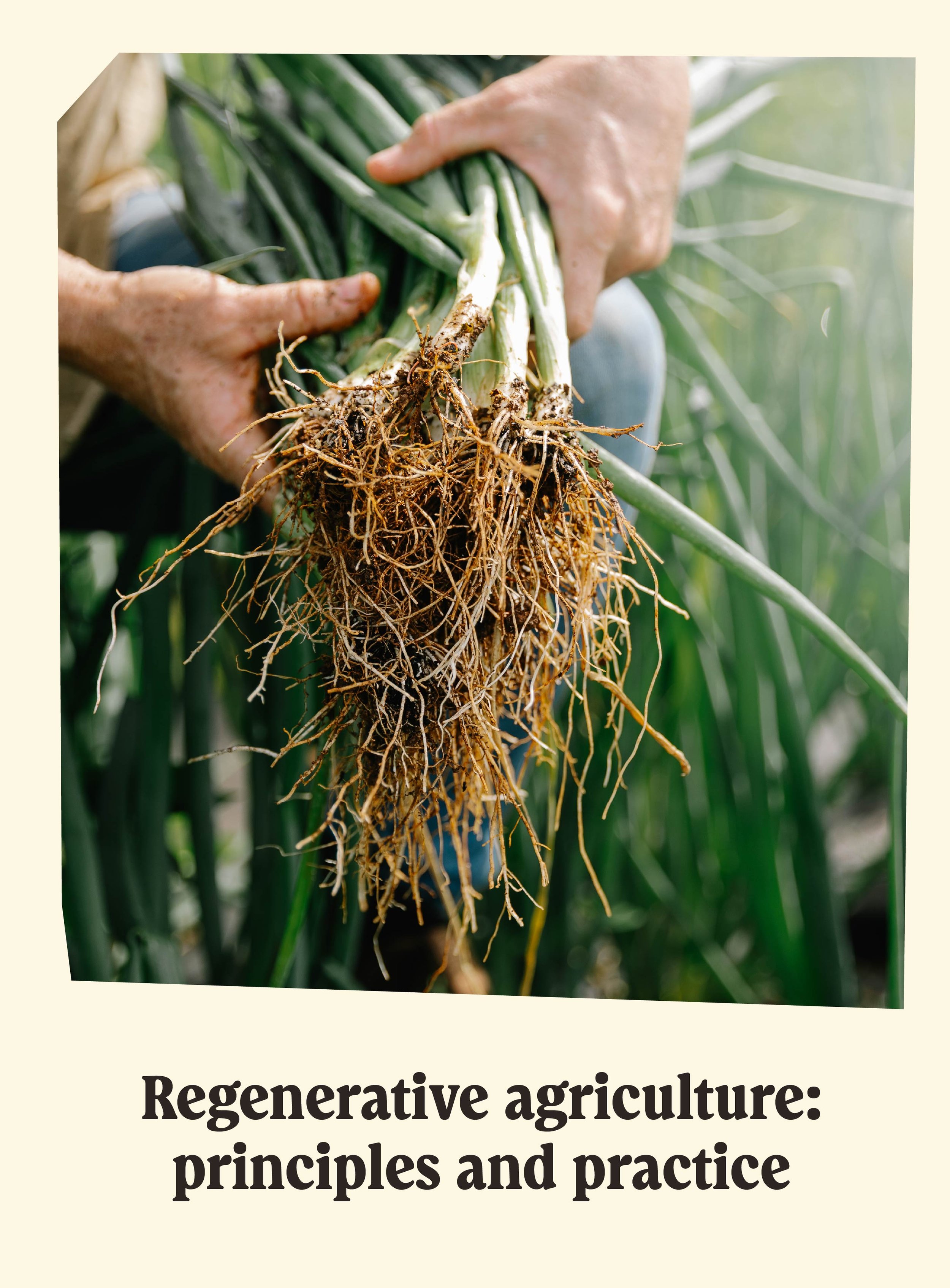 Close-up image of hands holding freshly harvested green onions with roots attached, set against a background of green onion plants in a garden.