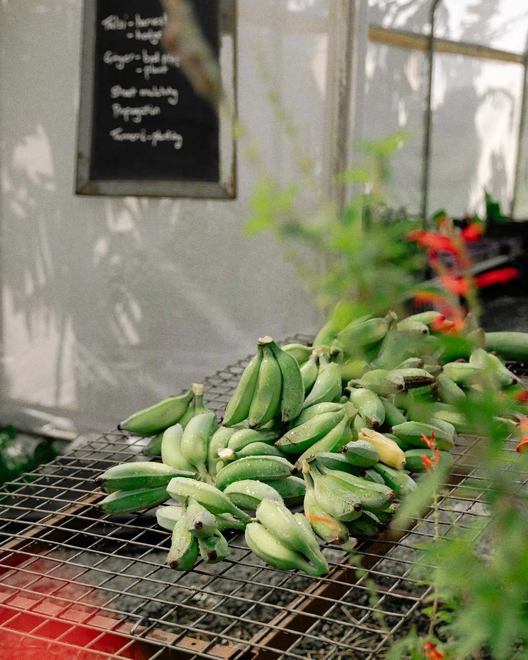 Green bananas on a metal wire rack in a market setting.