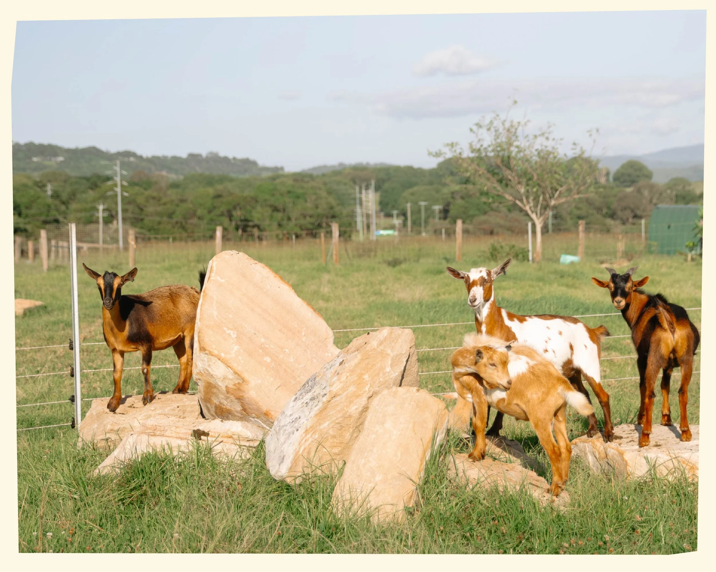 Several goats standing on a grassy field behind large rocks, with trees, fences, and hills in the background under a partly cloudy sky.