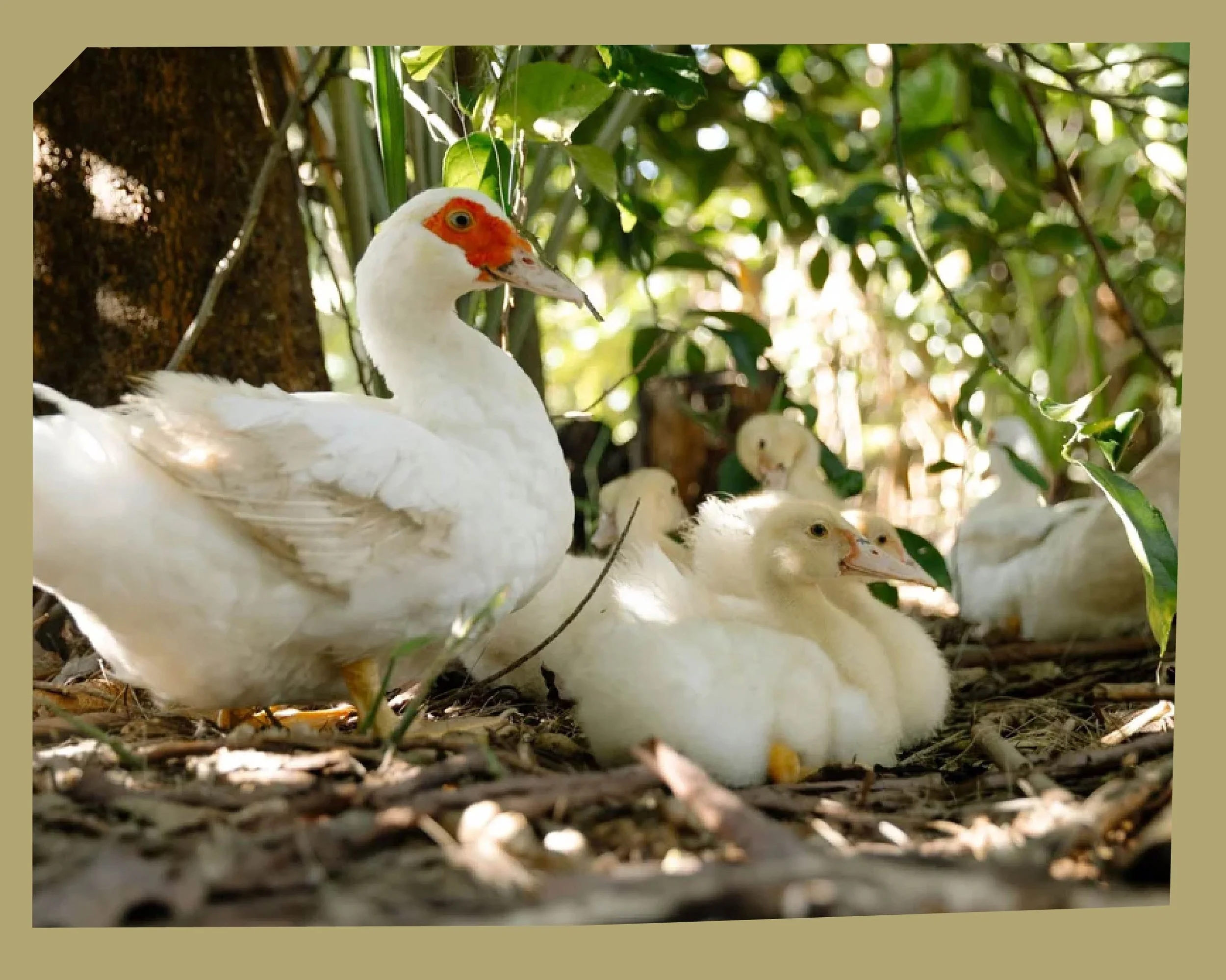 A mother duck with white feathers and a red patch around her eye rests on the ground surrounded by ducklings and green foliage.