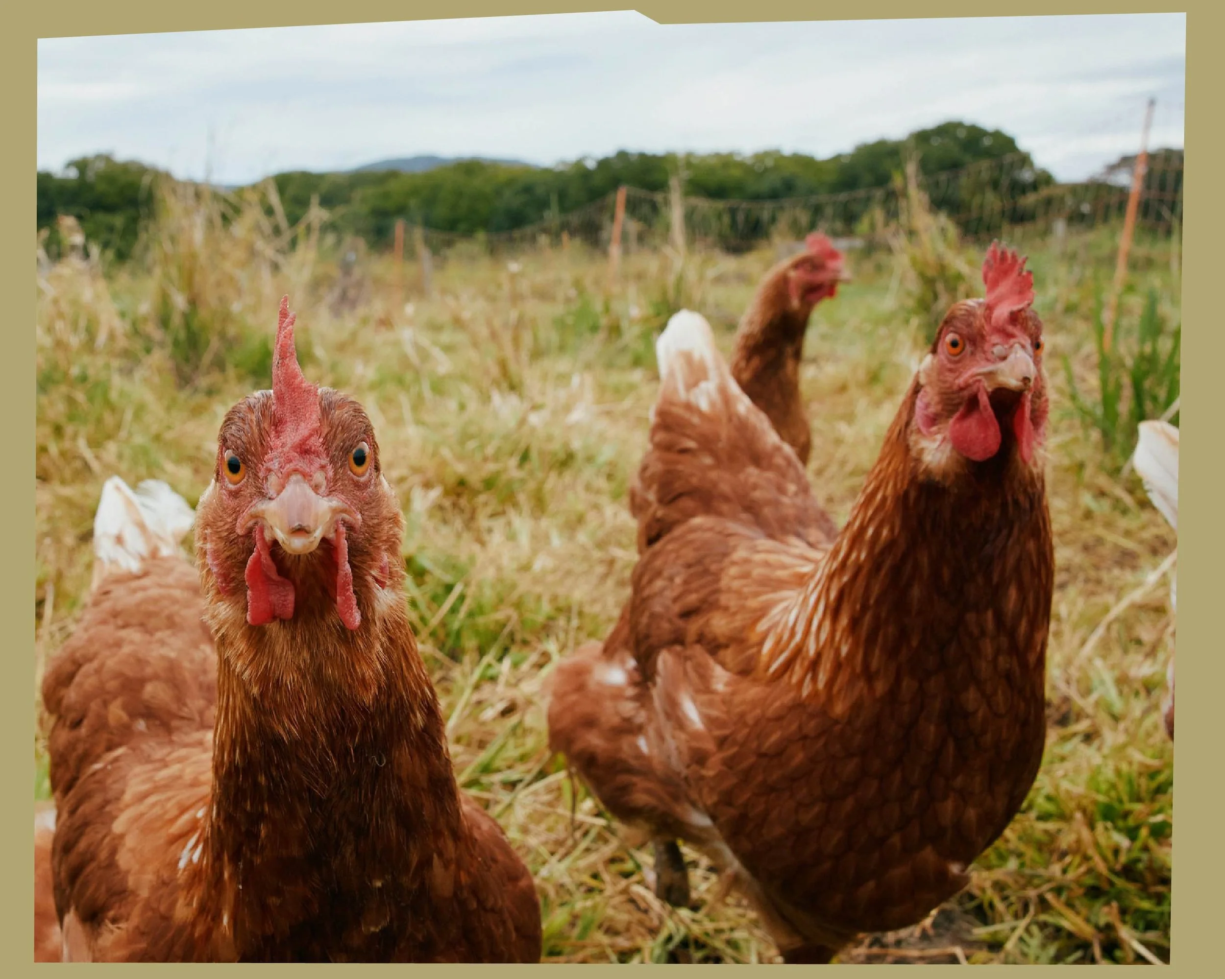 Close-up of three chickens in a grassy field, with a fence and trees in the background.