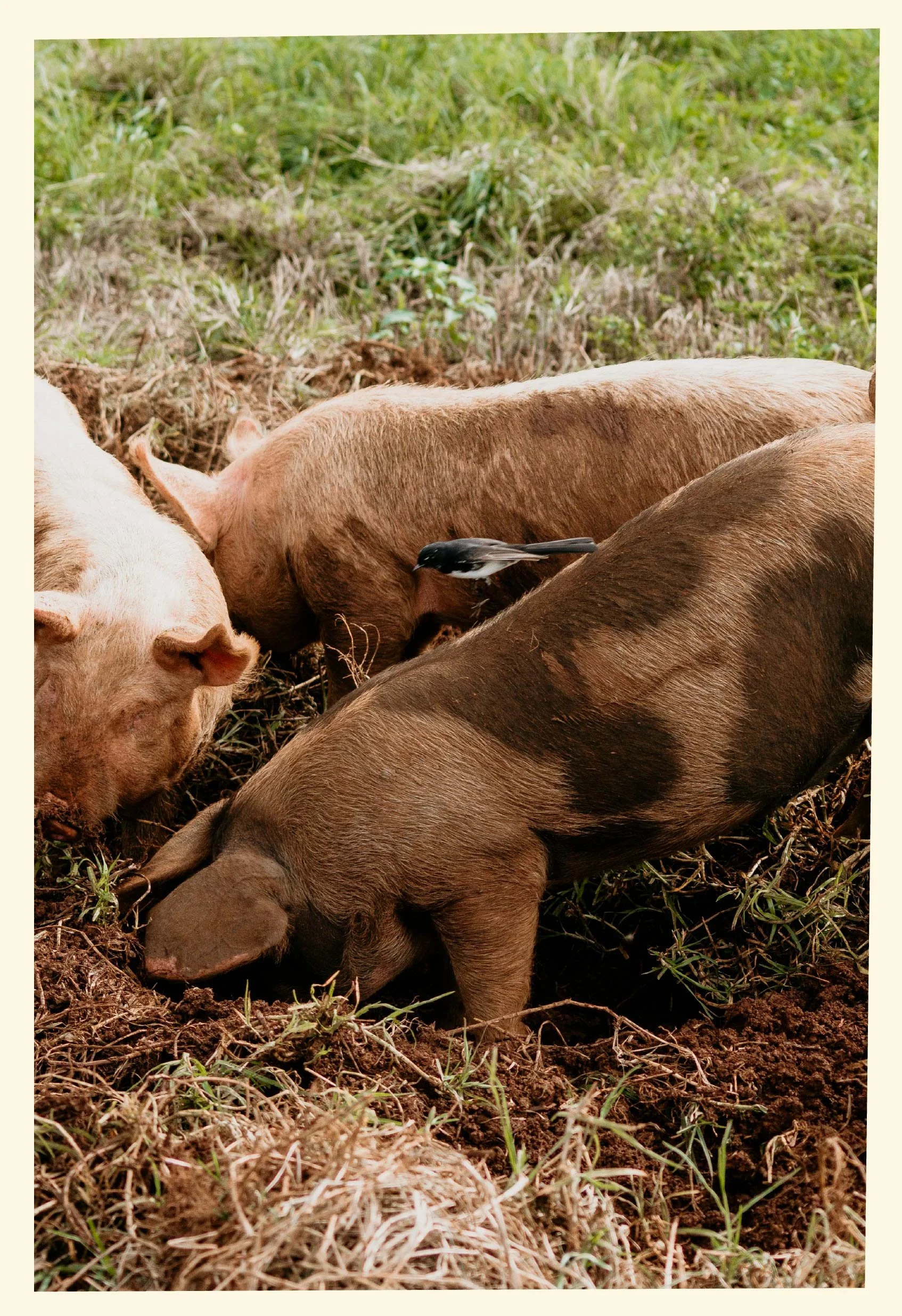 Several pigs rooting in dirt and grass with a small bird perched on the back of a pig in a farmyard or outdoor farm setting.