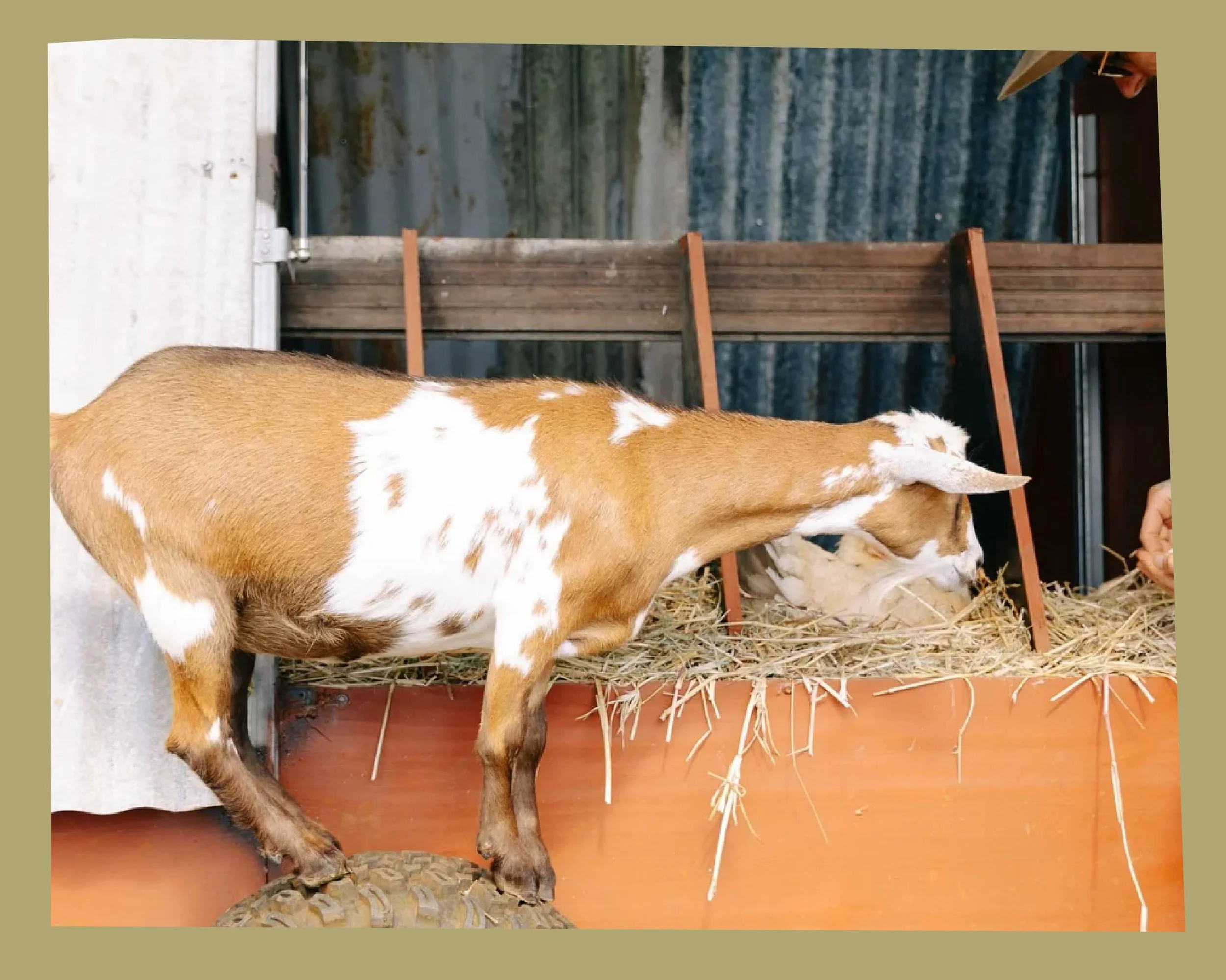 A brown and white dog standing on a wooden platform with straw, with a wall of water behind it and a person’s hand visible on the right side feeding it.