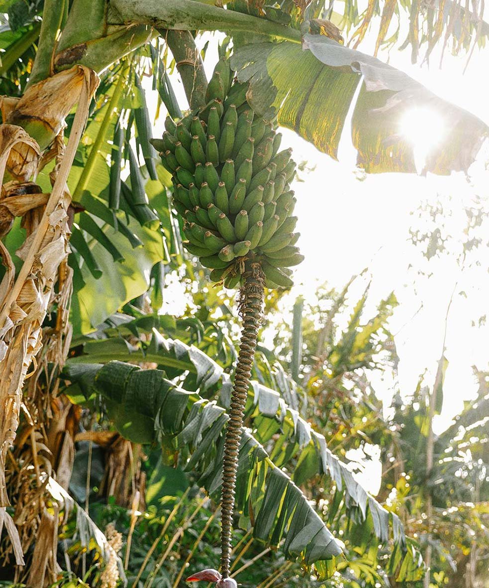 A bunch of unripe green bananas hanging from a tree in sunlight with large green leaves.