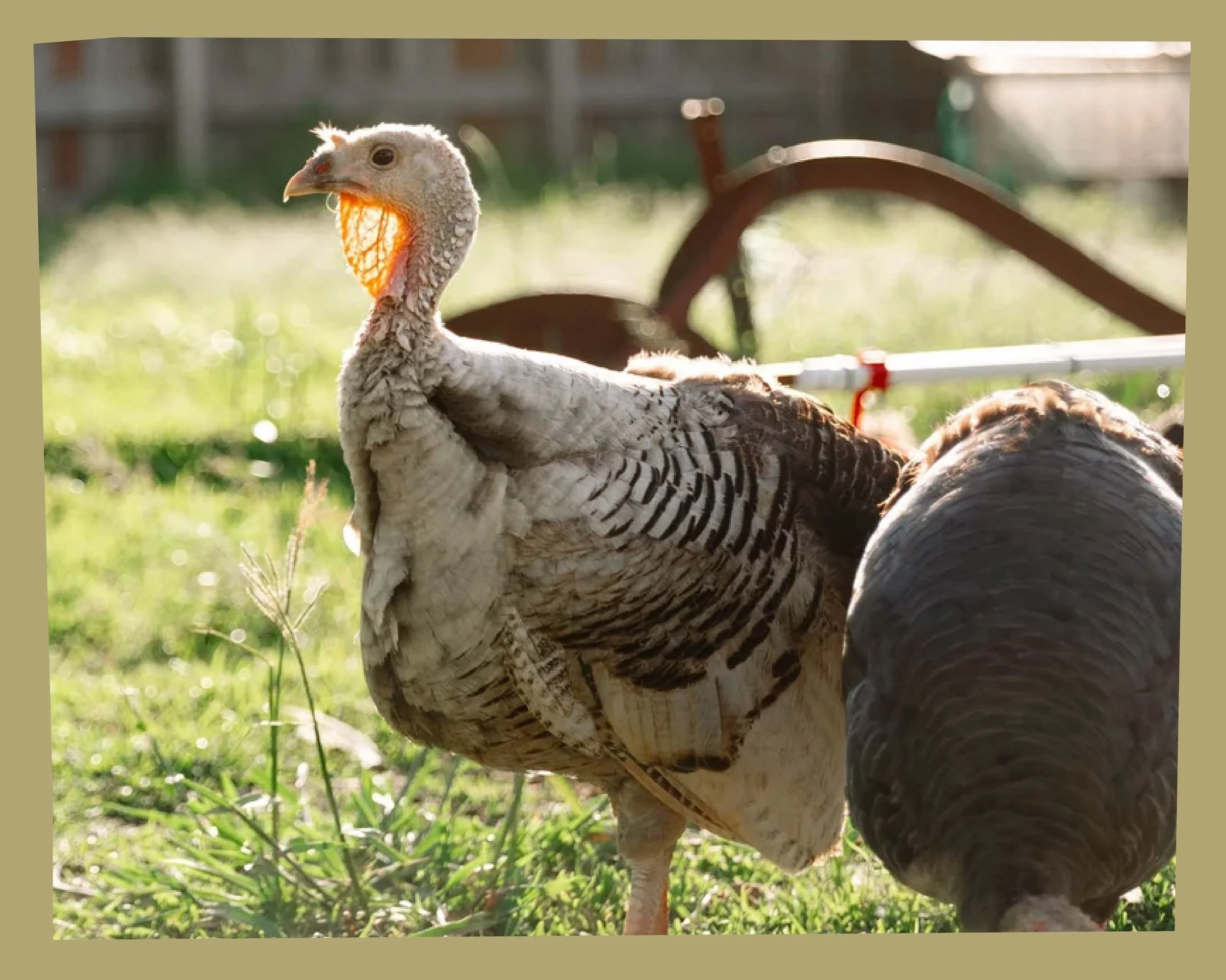 Close-up of a turkey in a grassy outdoor setting, with sunlight highlighting its head and part of its body.