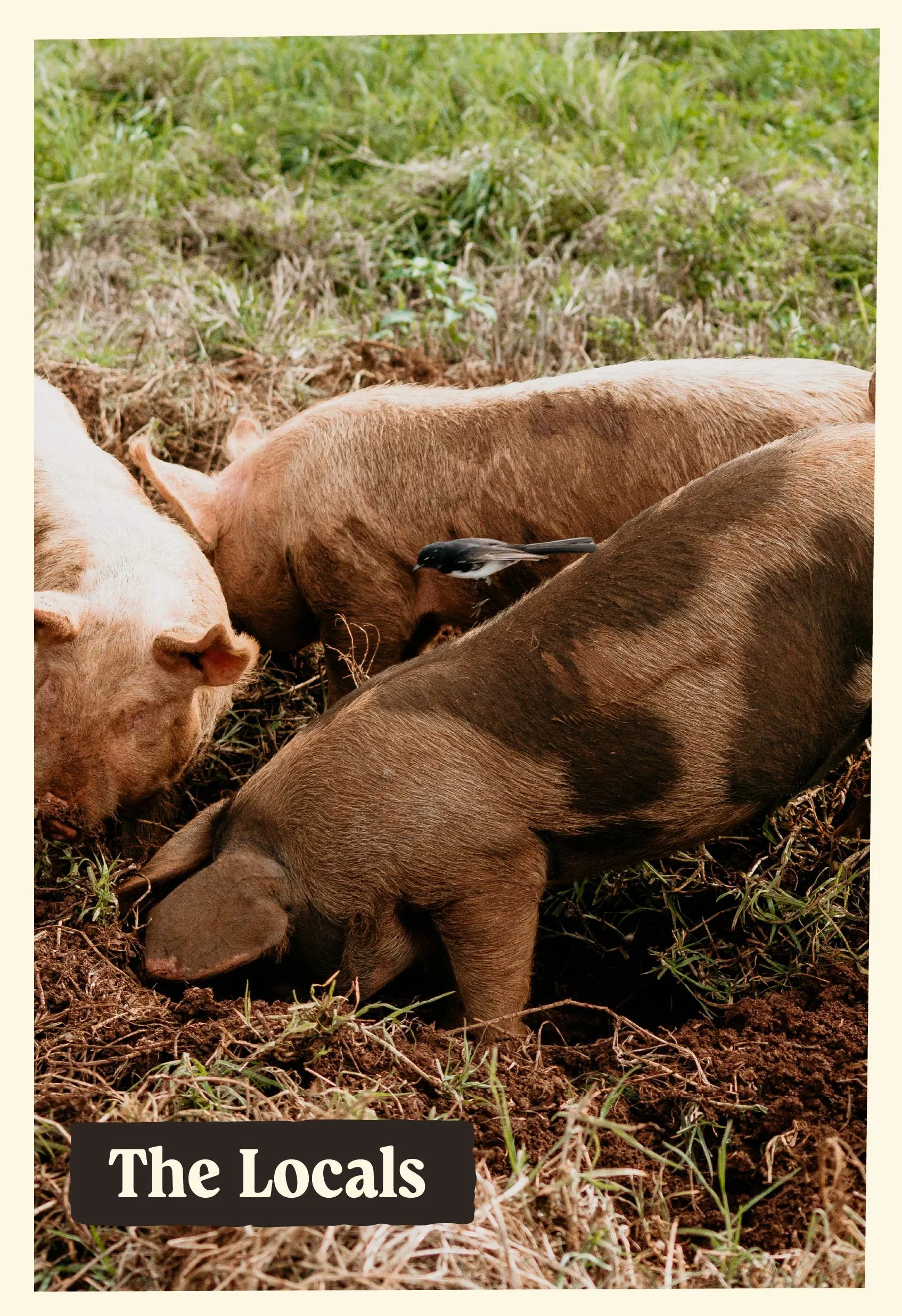 A group of pigs and a bird in a field with grass and dirt, with a partial text overlay at the bottom that says 'The Locals'.