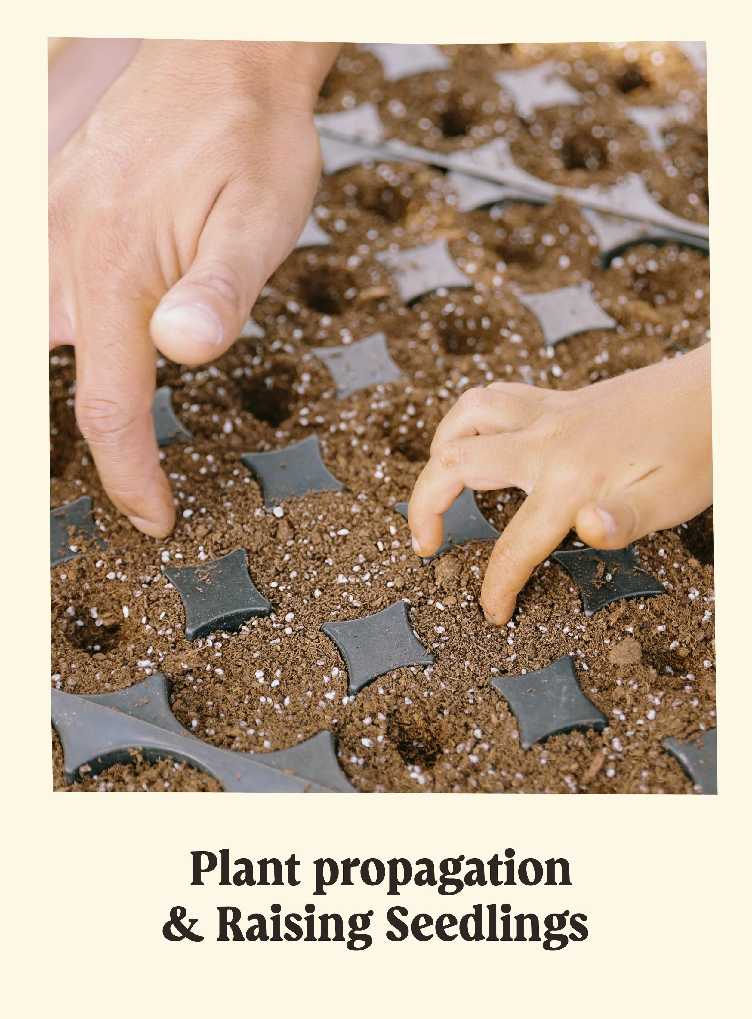 Close-up of hands planting seedlings into soil with a black plastic seedling tray. A text overlay reads 'Plant propagation & Raising Seedlings'.