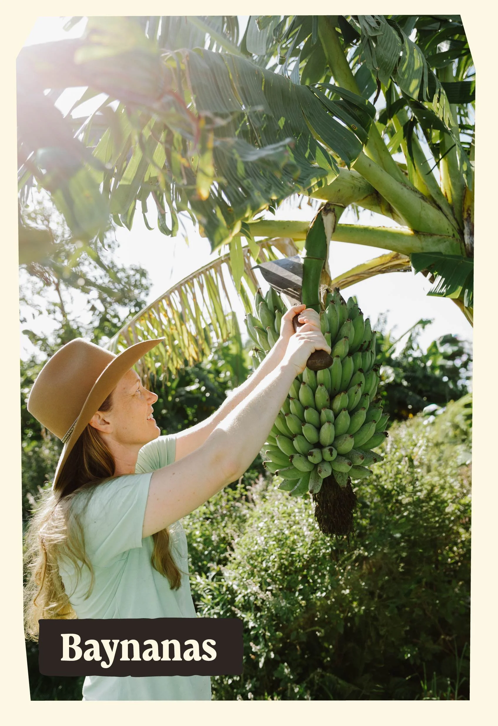 A woman wearing a hat picking bananas from a banana plant in a lush green garden.