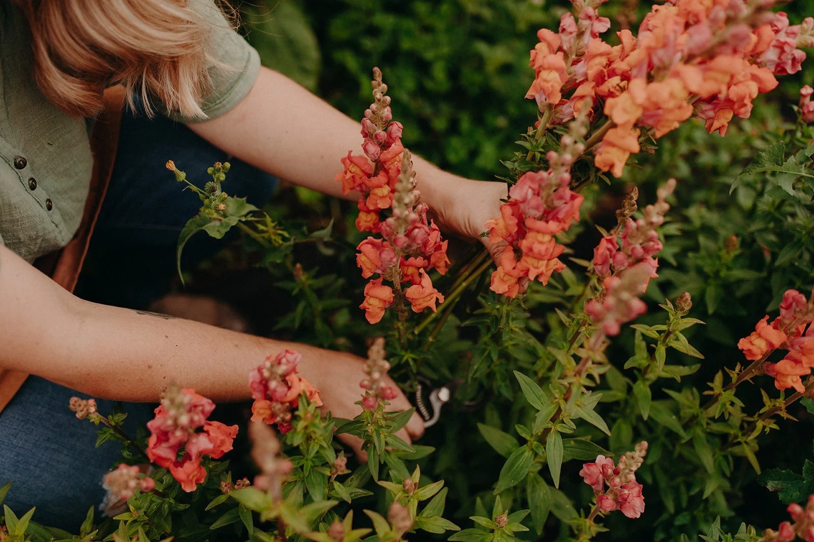 A person with long hair and wearing a green shirt and jeans is touching pink and orange flowers on a bush.