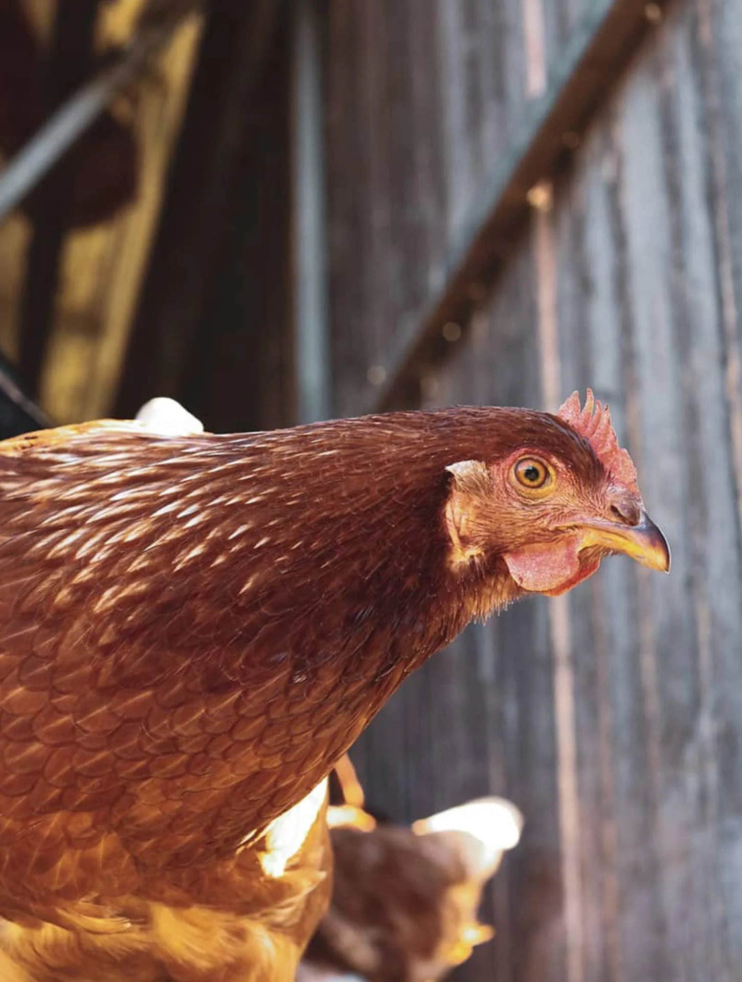 Close-up of a brown chicken with a red comb and yellow eye, standing in front of a wooden background.