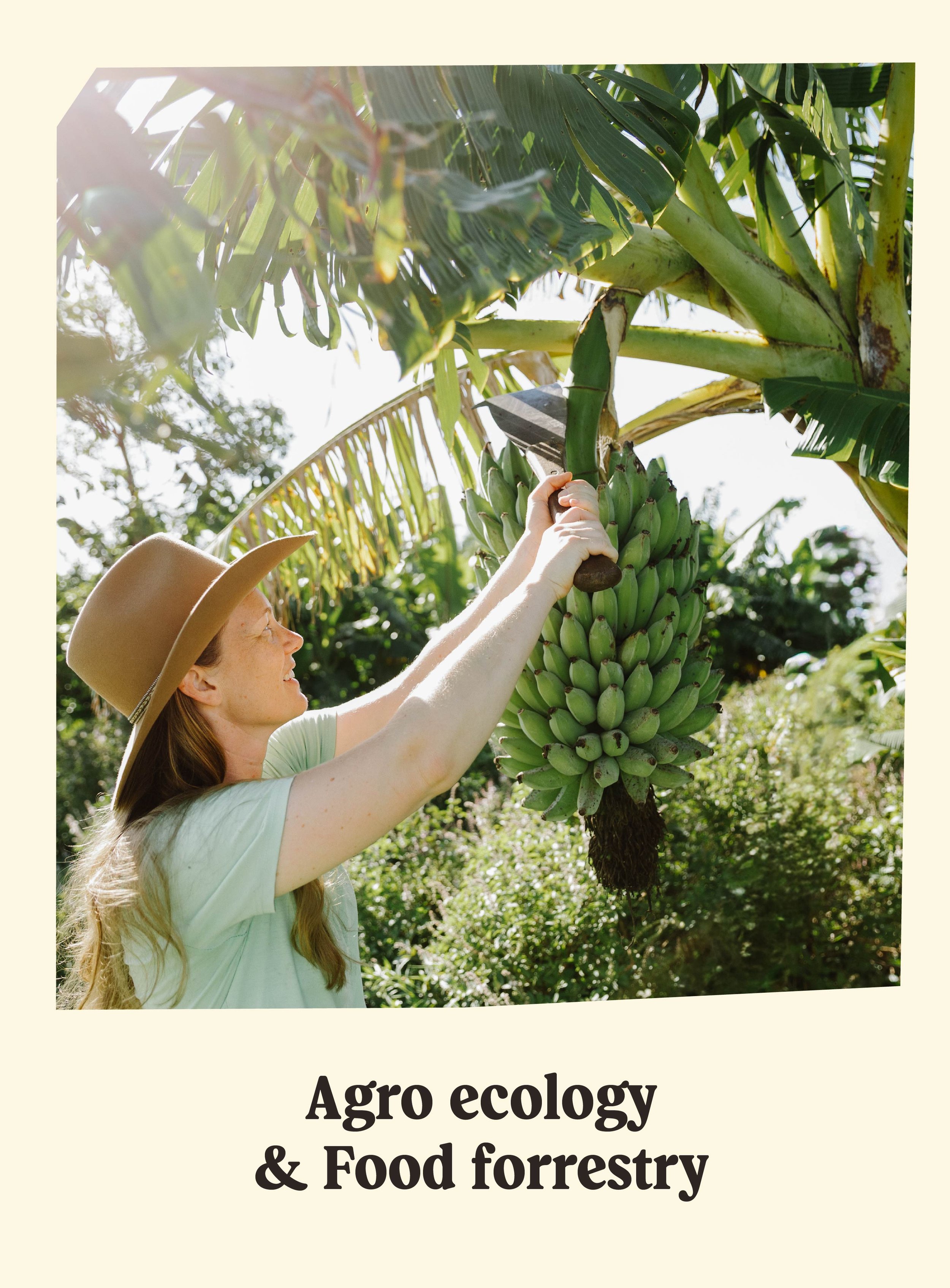 A woman in a tan hat and light green shirt using a machete to cut a banana plant, with green banana bunches hanging from the plant, surrounded by lush foliage in a sunny outdoor setting.