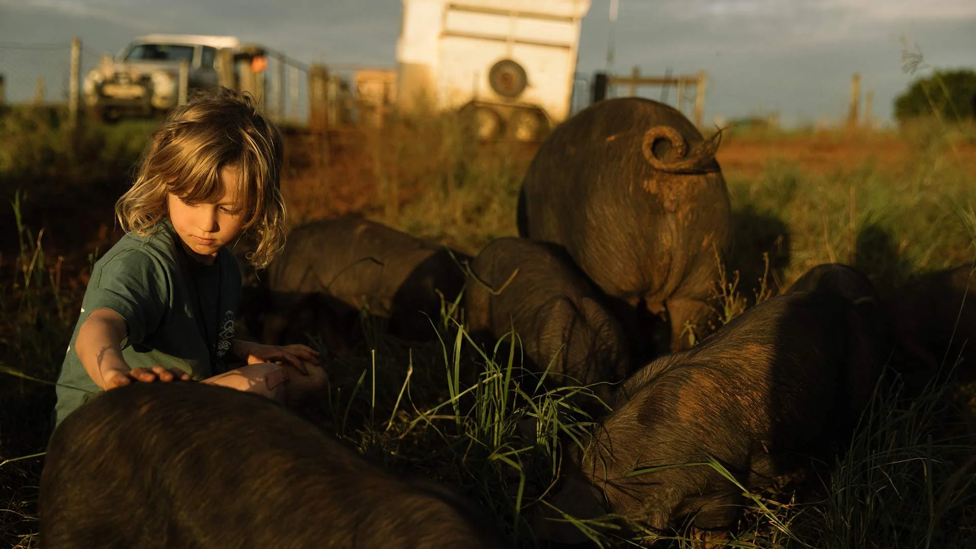 A young child with curly hair touching the back of a pig, surrounded by several large pigs in a grassy area during sunset.