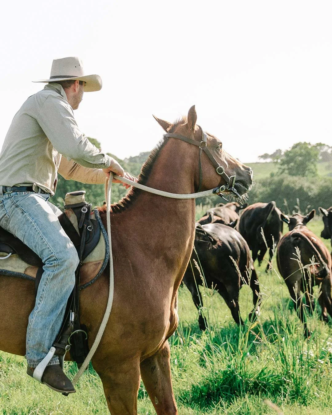 A man riding a brown horse in a grassy field with other horses grazing nearby, wearing a cowboy hat and casual clothing.