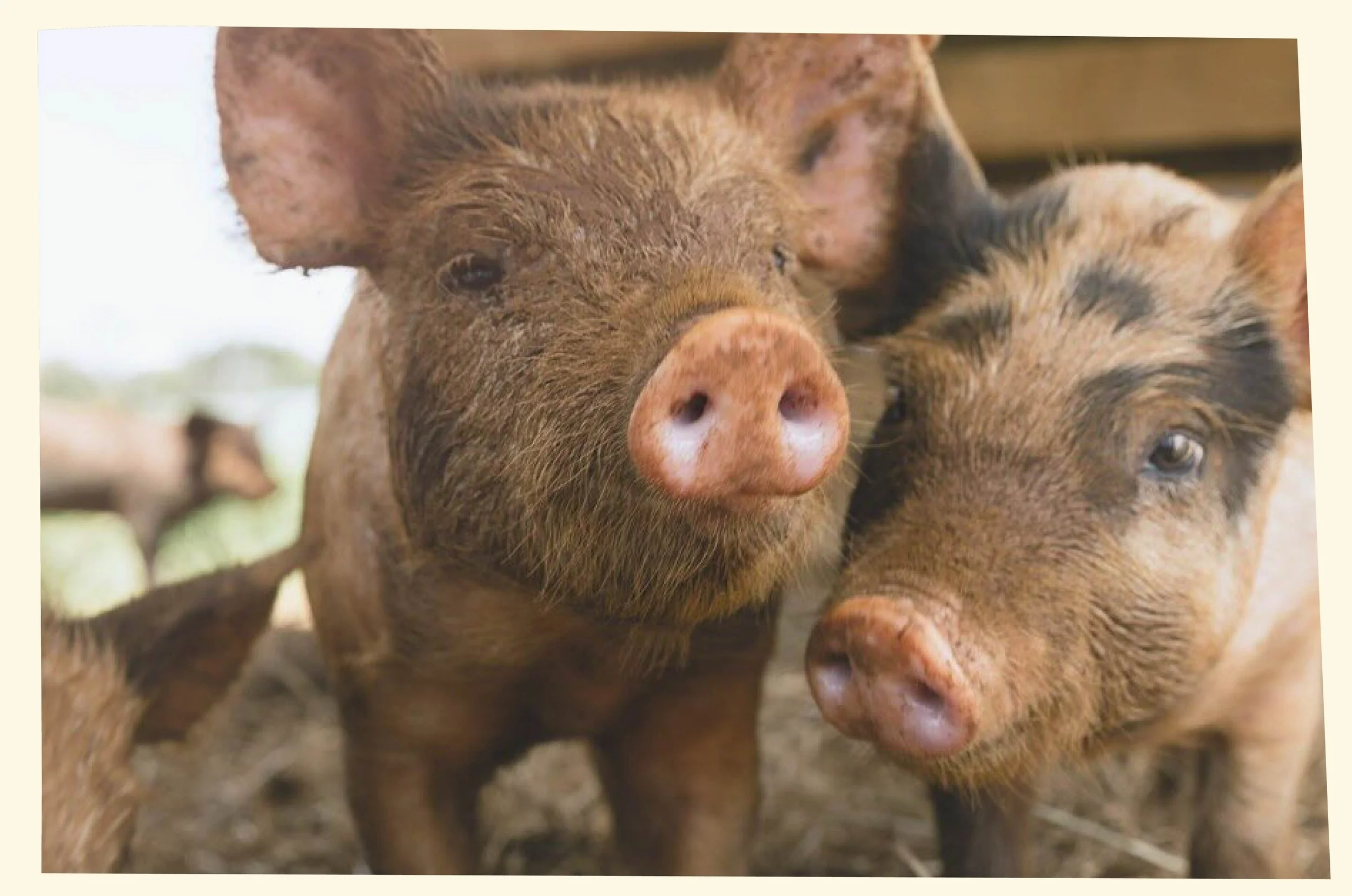 Close-up of two pigs, one with a pink snout and brown fur, and the other with a darker snout and tan fur with black markings, in a farm setting.