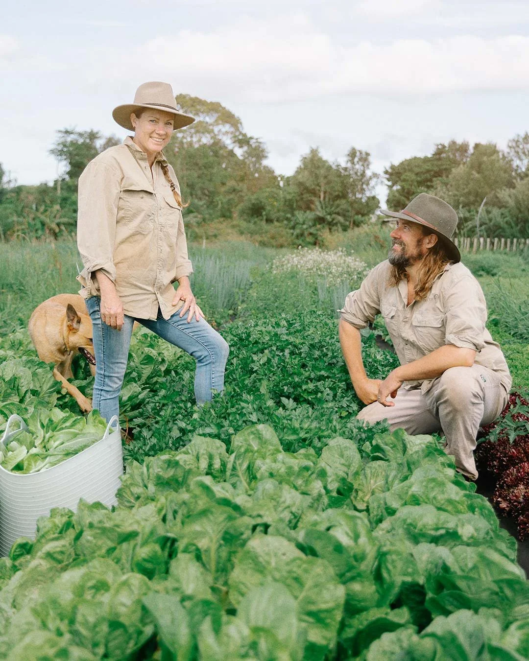A woman and a man with hats working in a vegetable garden, with a dog sitting nearby, surrounded by lush greenery and leafy vegetables.