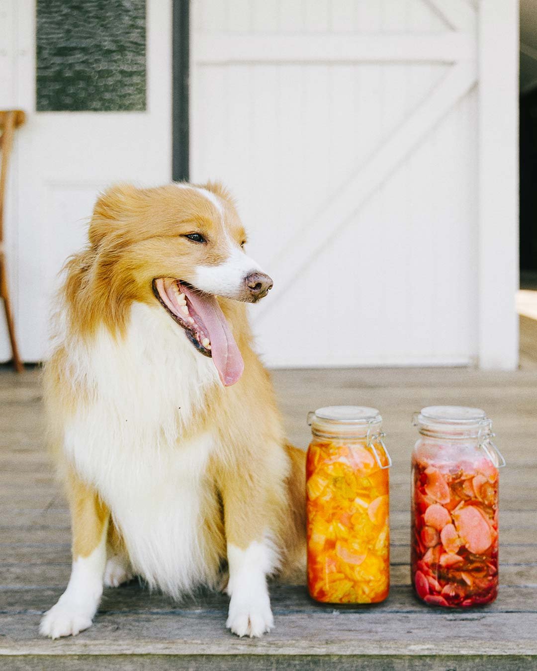 A happy dog sitting on a wooden deck with two jars of pickled vegetables beside it, in front of a white wall and barn door.