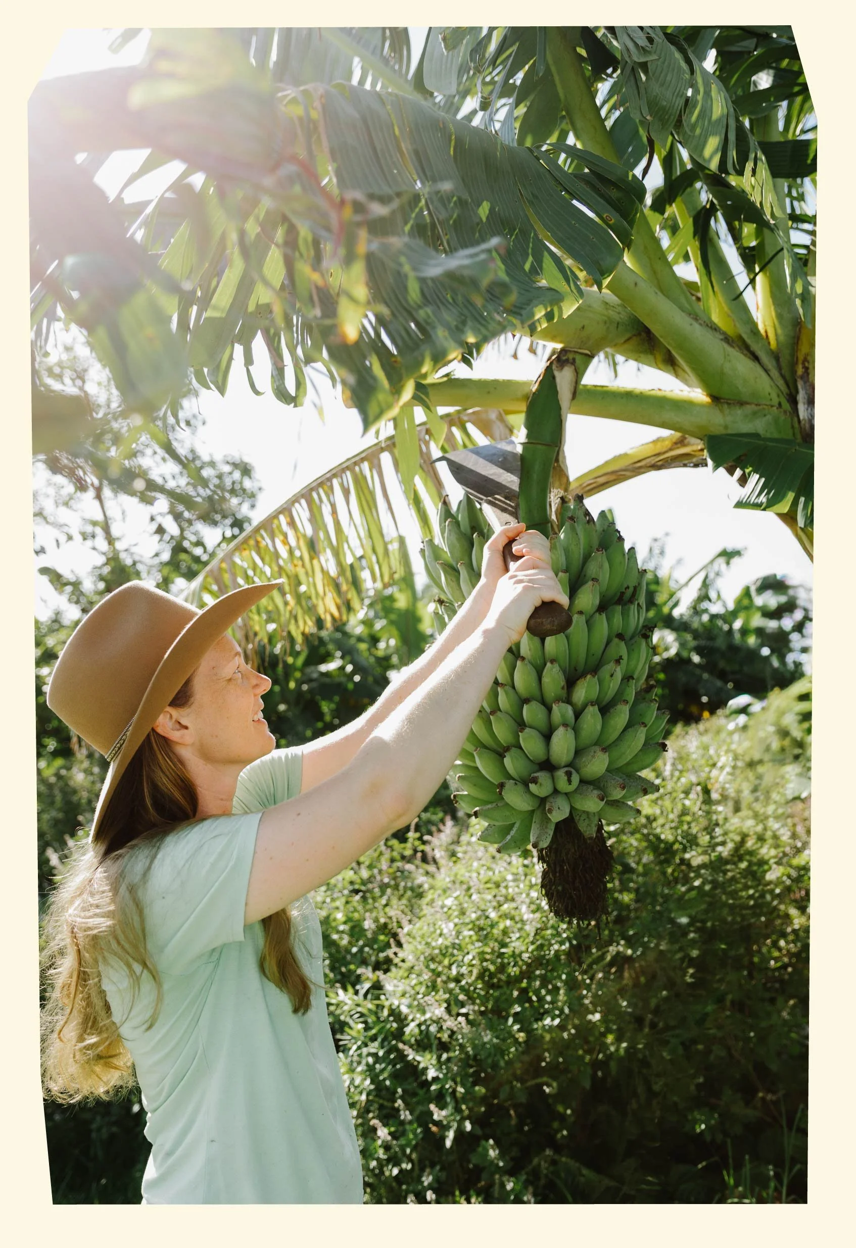 A woman wearing a cowboy hat and a light green shirt harvesting bananas from a banana tree in a lush, green orchard.
