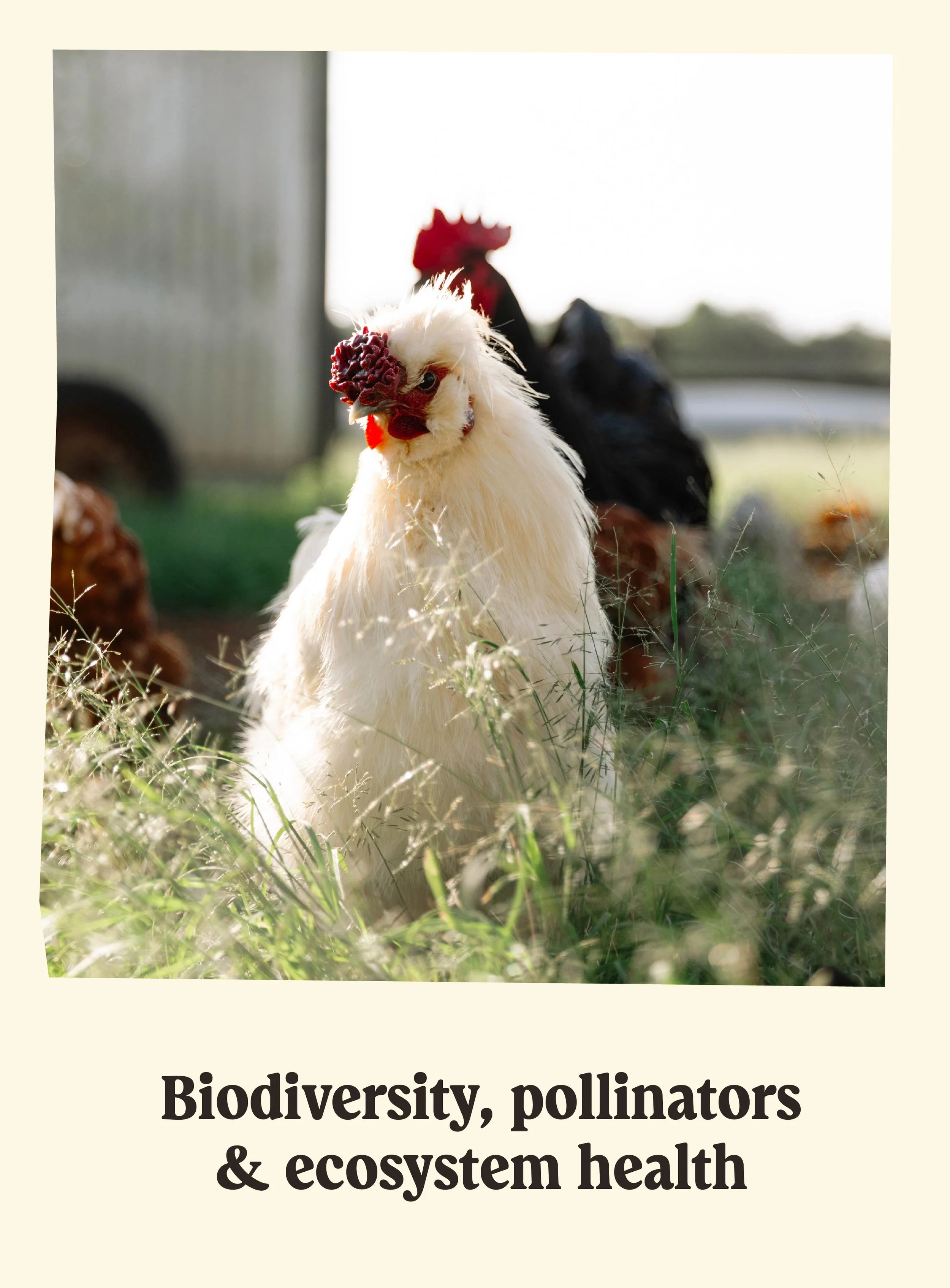 Close-up of a white chicken with a red comb and wattles, standing outdoors on grass, with other chickens in the background and a blurred outdoor setting.