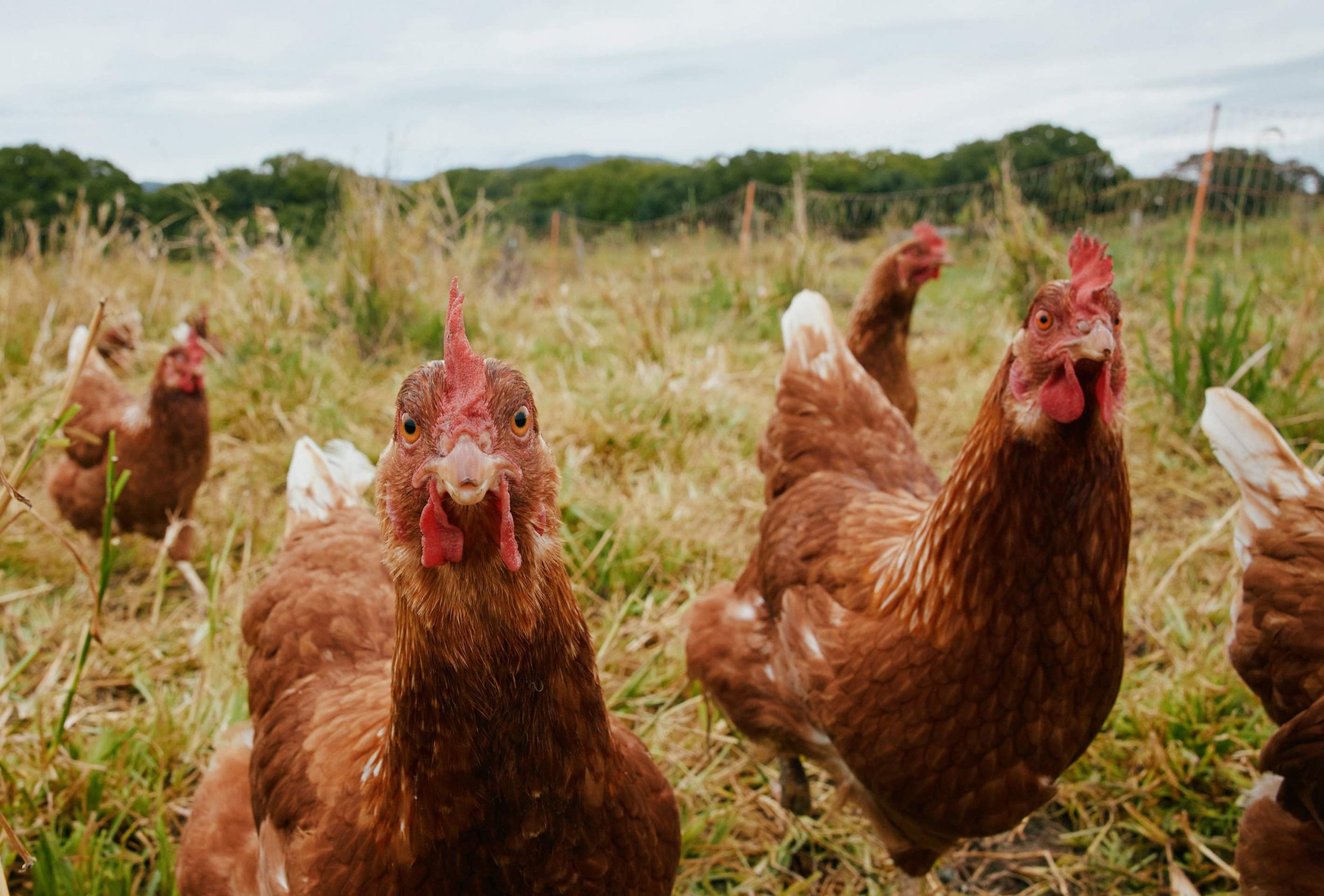 Close-up of brown chickens in a farm field with a fence and trees in the background.