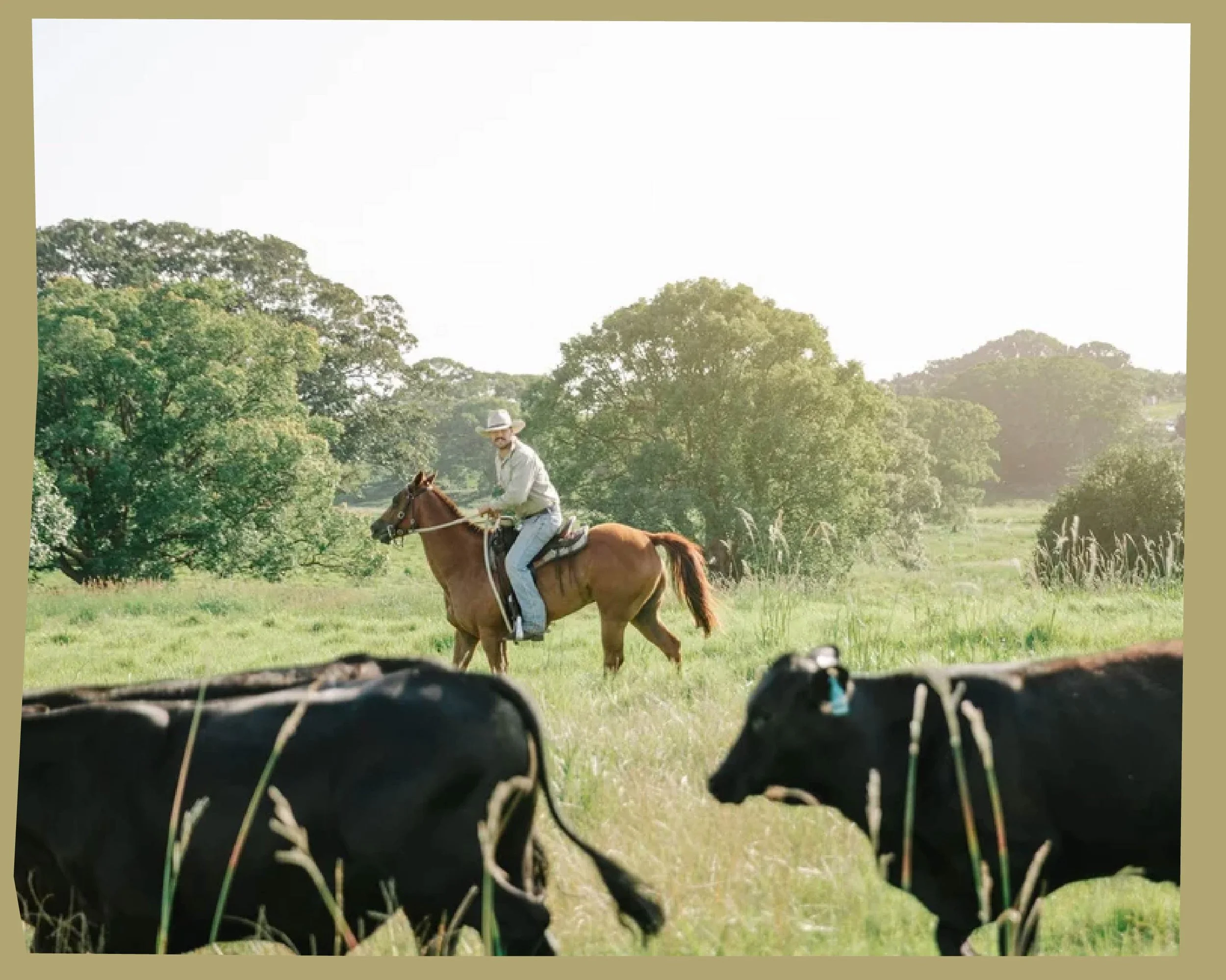 A person riding a horse in a green field with trees in the background, seen through the legs of a cow in a pasture.