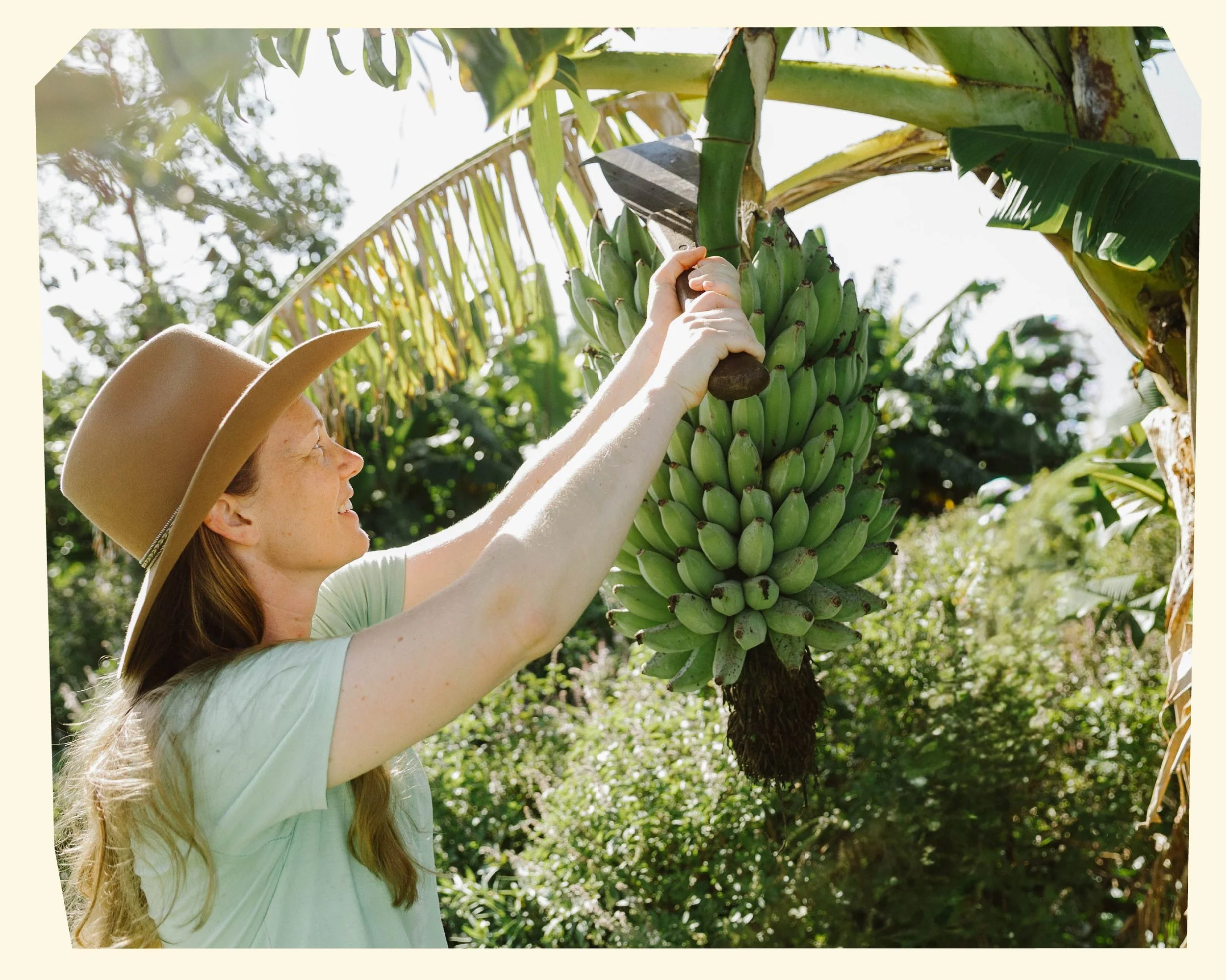 A woman with long blonde hair and a tan wide-brimmed hat is planting or harvesting a bunch of green bananas on a banana tree, surrounded by lush green foliage and bright sunlight.