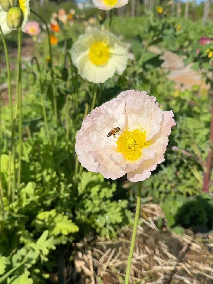 A pale pink poppy flower with a yellow center, with a bee on it, in a garden with green foliage and other flowers in the background.