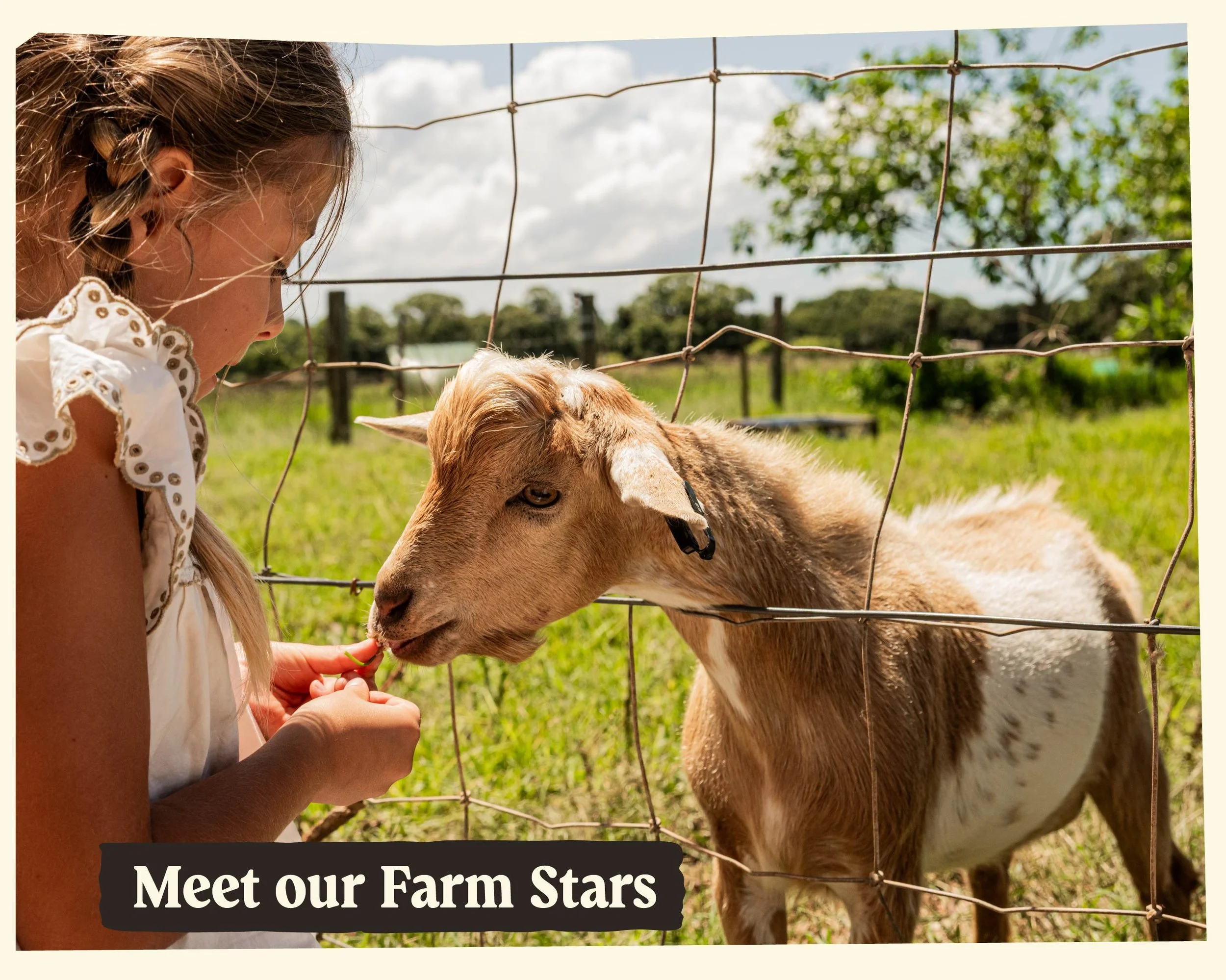 A young girl with braided hair and a white dress feeding a small goat through a fence on a sunny farm with trees and a partly cloudy sky in the background.