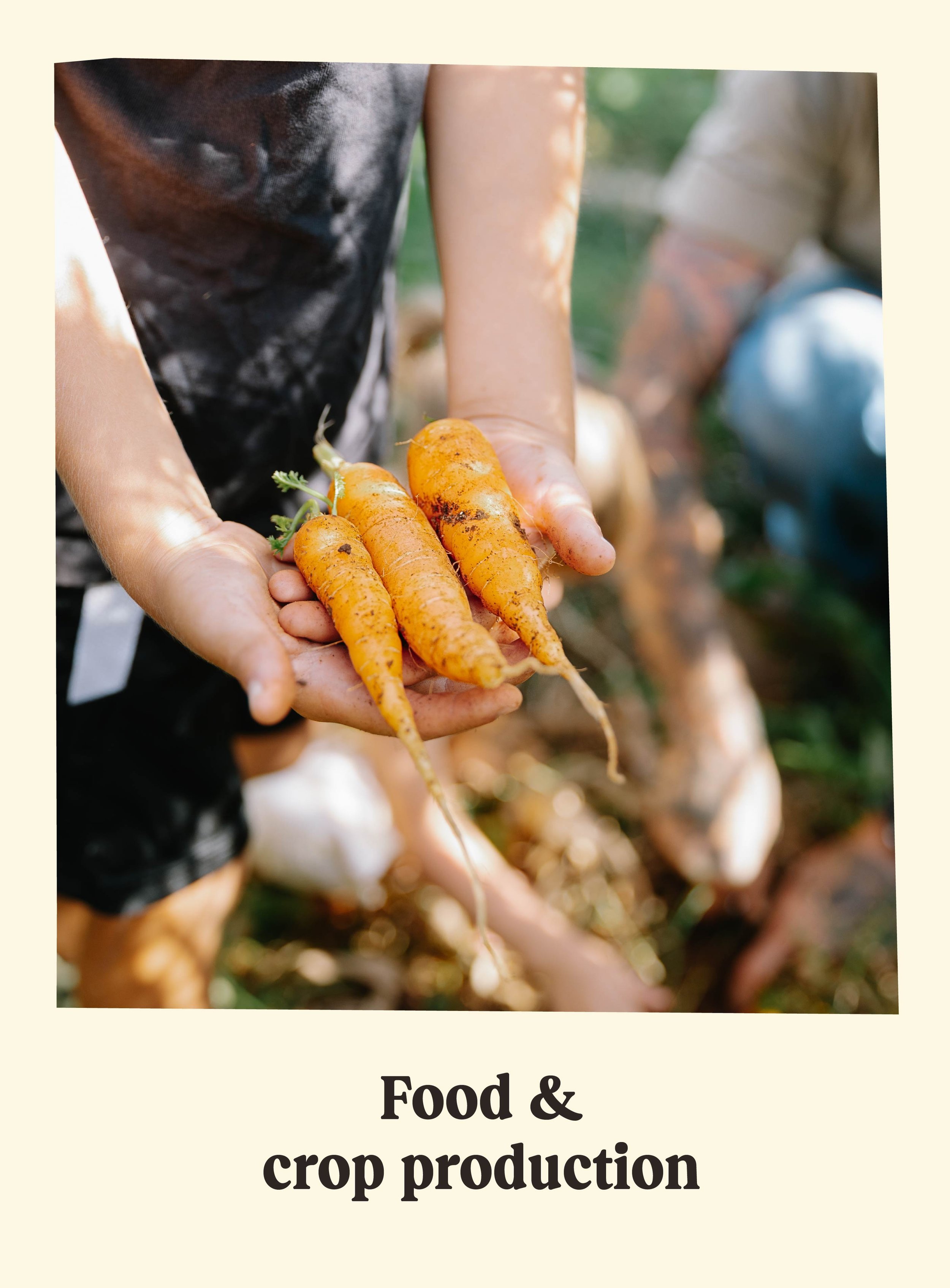 Person holding freshly harvested carrots in a garden.