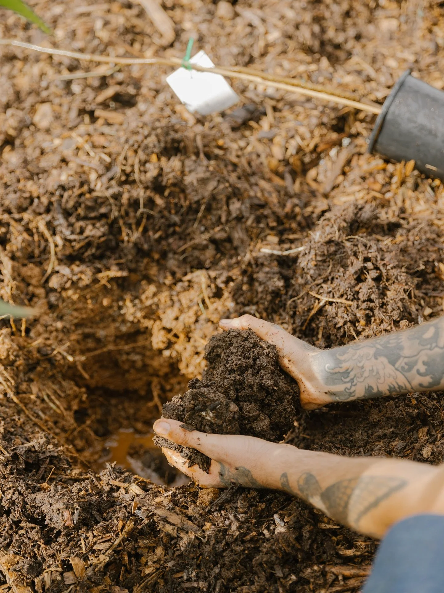 Person with tattooed arms planting a seedling in soil, surrounded by dark soil and small plant debris.