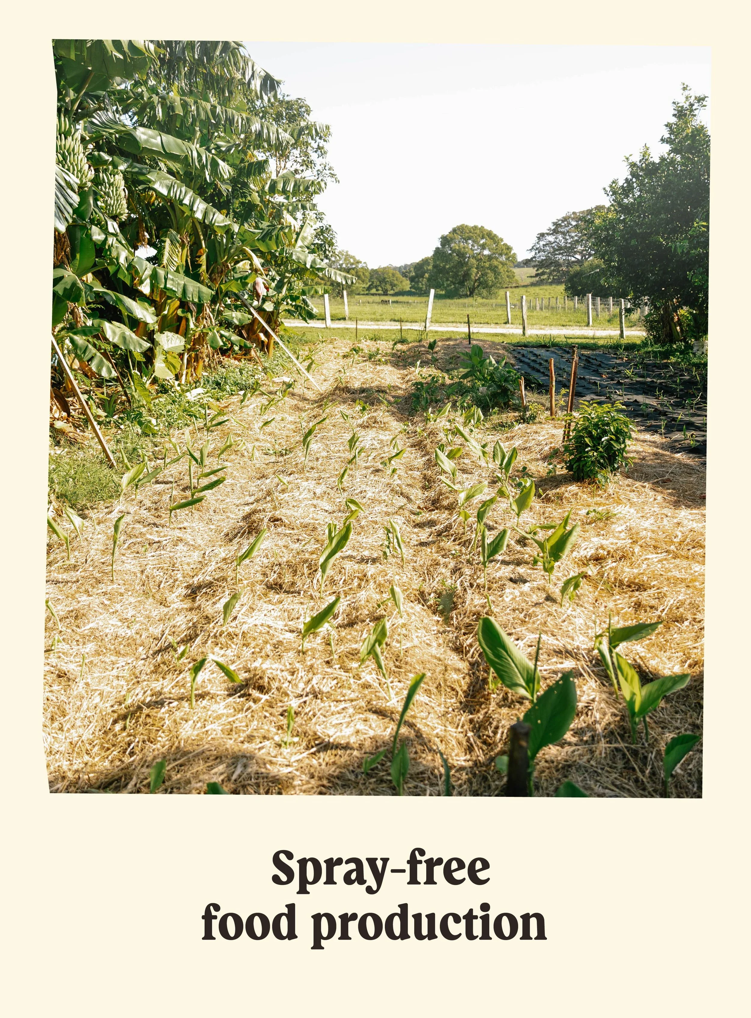 A farm scene with banana trees on the left, young plants in the foreground, and a black plastic-covered plot of land for planting on the right. In the background, trees and green fields extend into the distance on a sunny day.