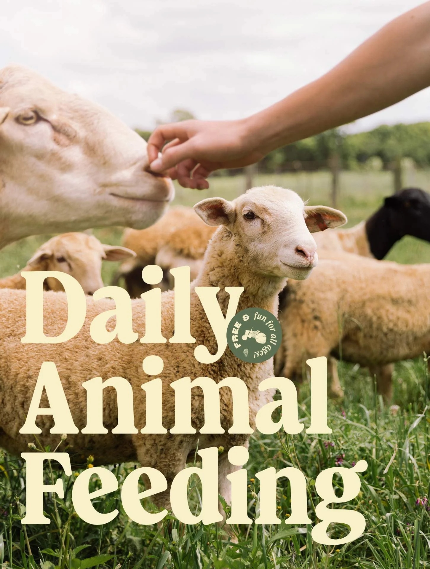A group of sheep in a green pasture with a person reaching out to pet one of them. The image is overlaid with text that reads "Daily Animal Feeding" and a circular badge with "Free & fun for all ages!"