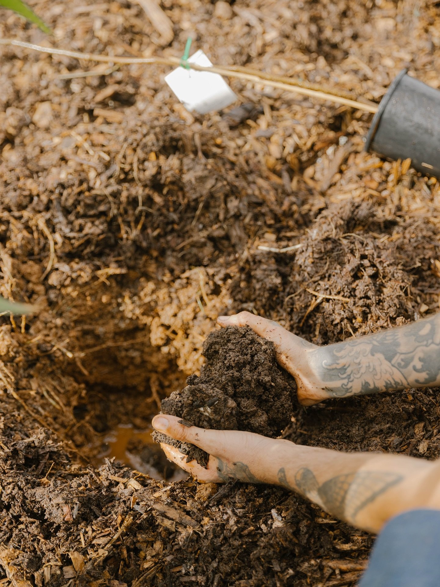 Close-up of a person with tattoos on their arms planting a seedling in the soil, with their hands covered in dirt.