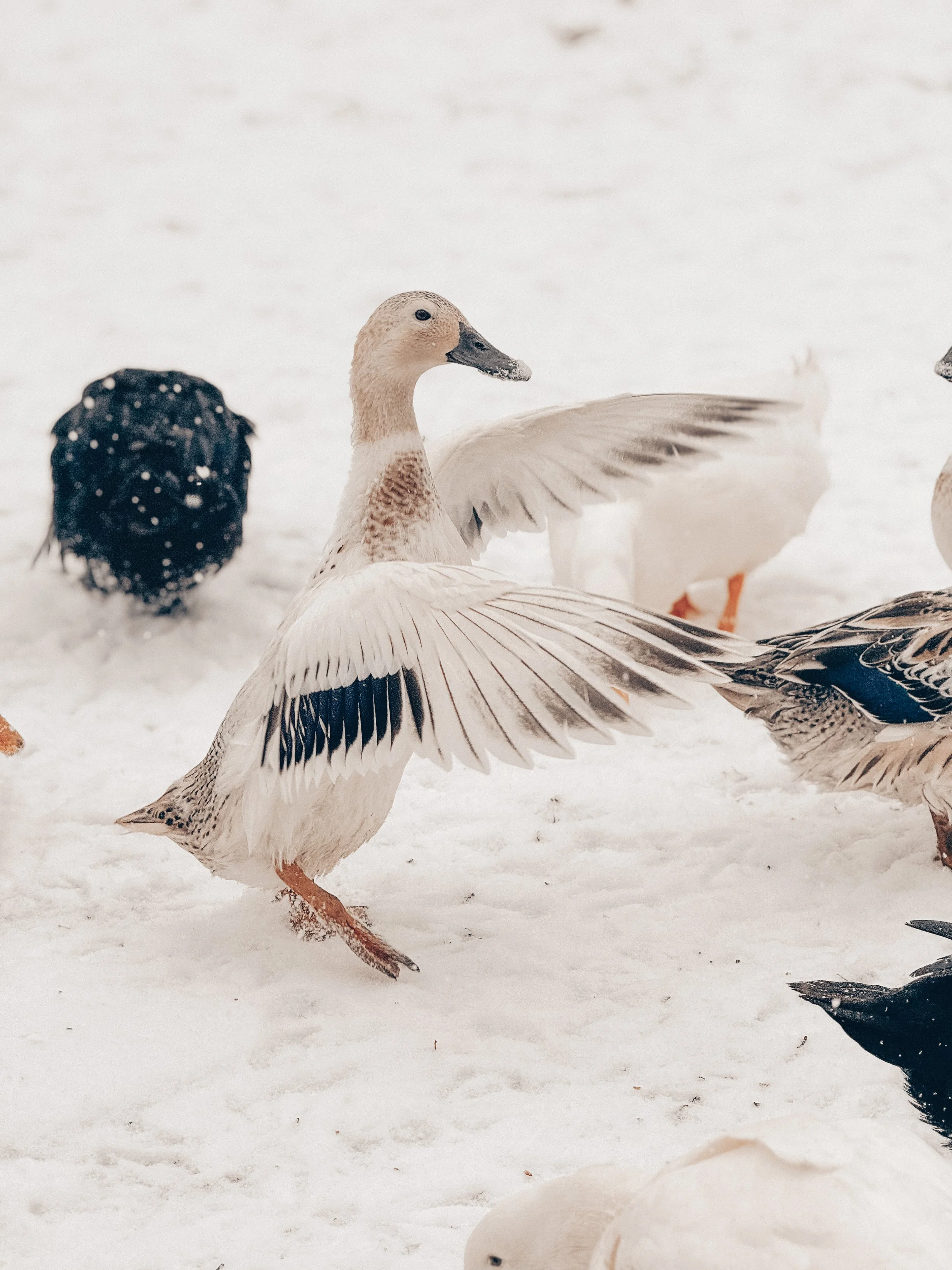 A group of ducks in the snow, with one spreading its wings.