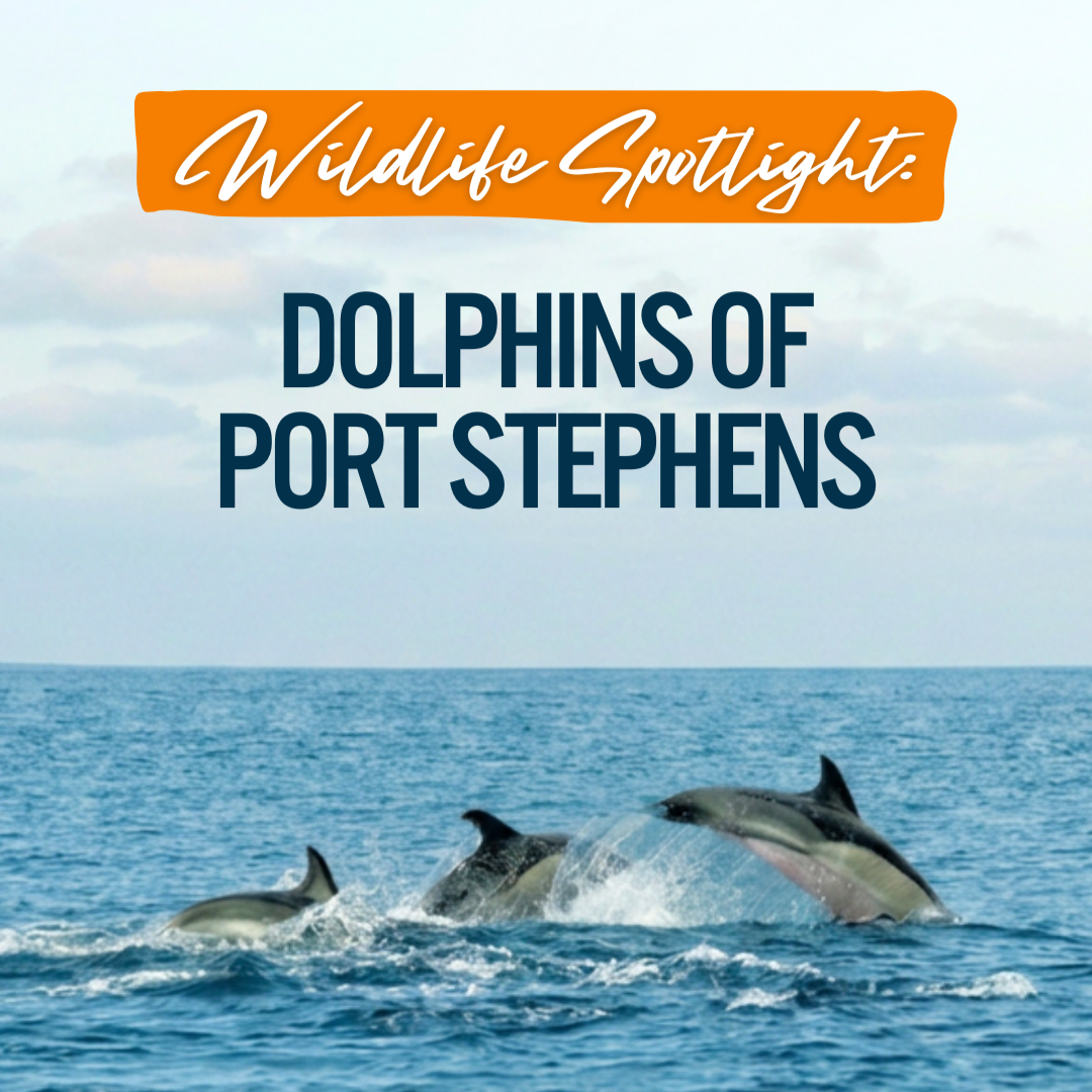 Wildlife Spotlight: Dolphins of Port Stephens