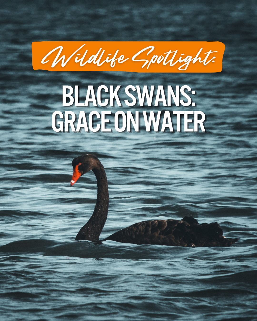 Black Swans of Port Stephens: Grace on Water
