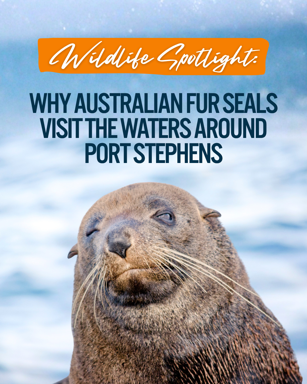 Why Australian Fur Seals Visit the Waters Around Port Stephens