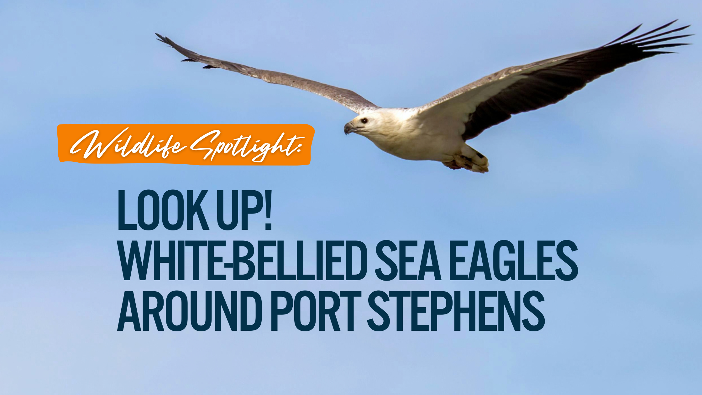 Look Up! Spotting White-bellied Sea Eagles Around Port Stephens