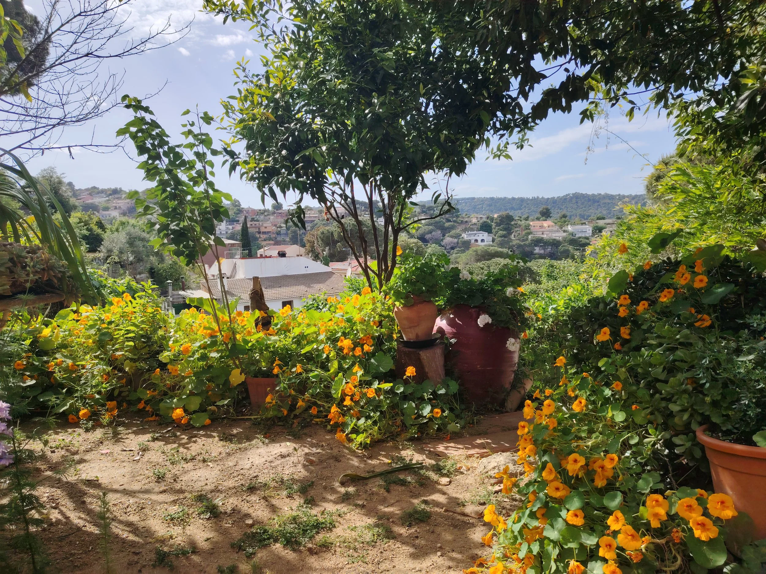 Jardín con muchas flores amarillas, algunas macetas de barro con plantas, árboles con hojas verdes y cielo despejado con algunas nubes.