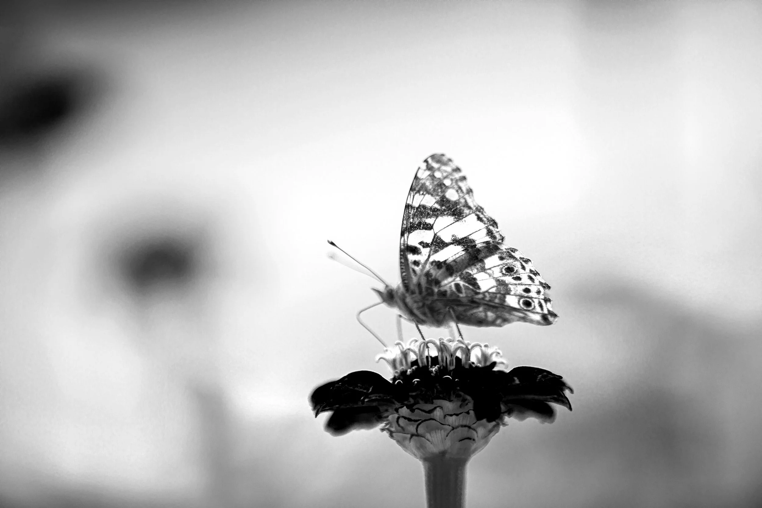 A butterfly on a flower