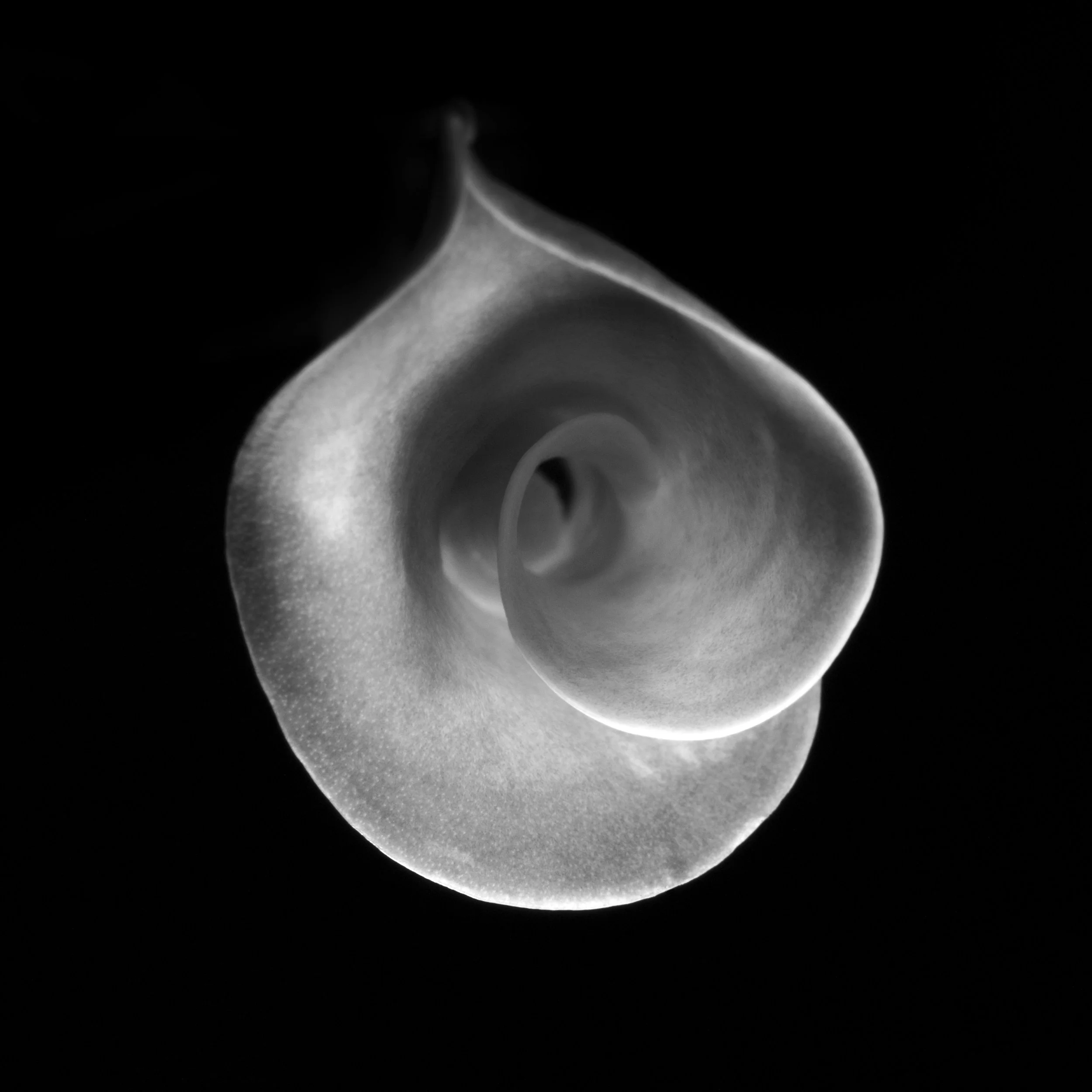 a lily flower