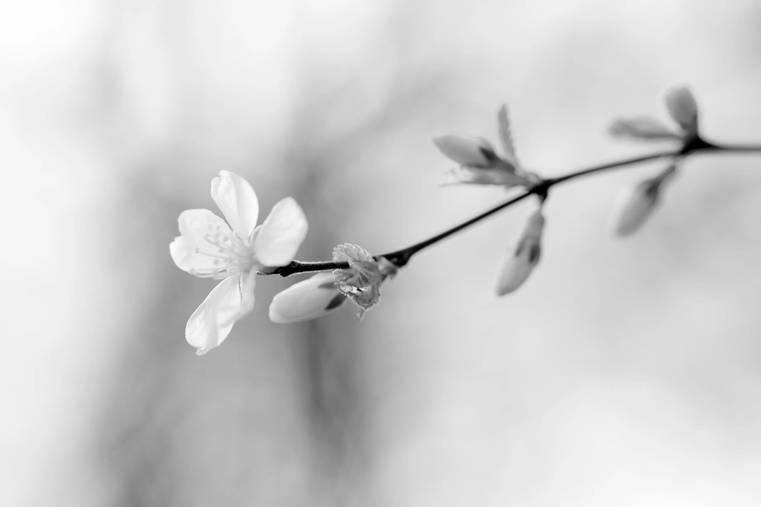 a black and white photo of blossom