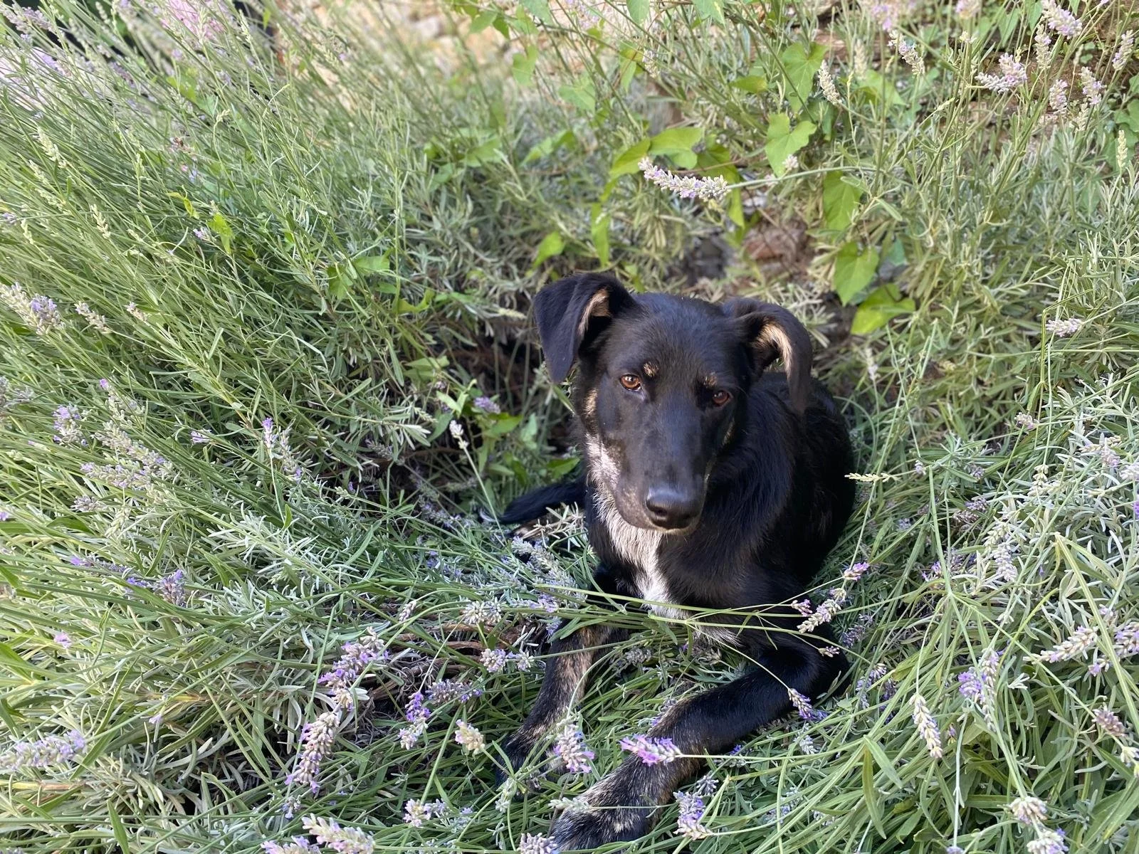 picture-of-black-dog-leika