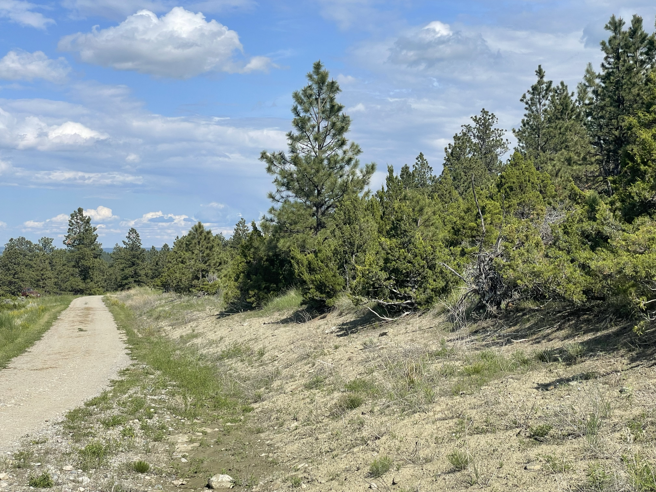 This was a densely forested property in need of thinning to protect against forest fires. 