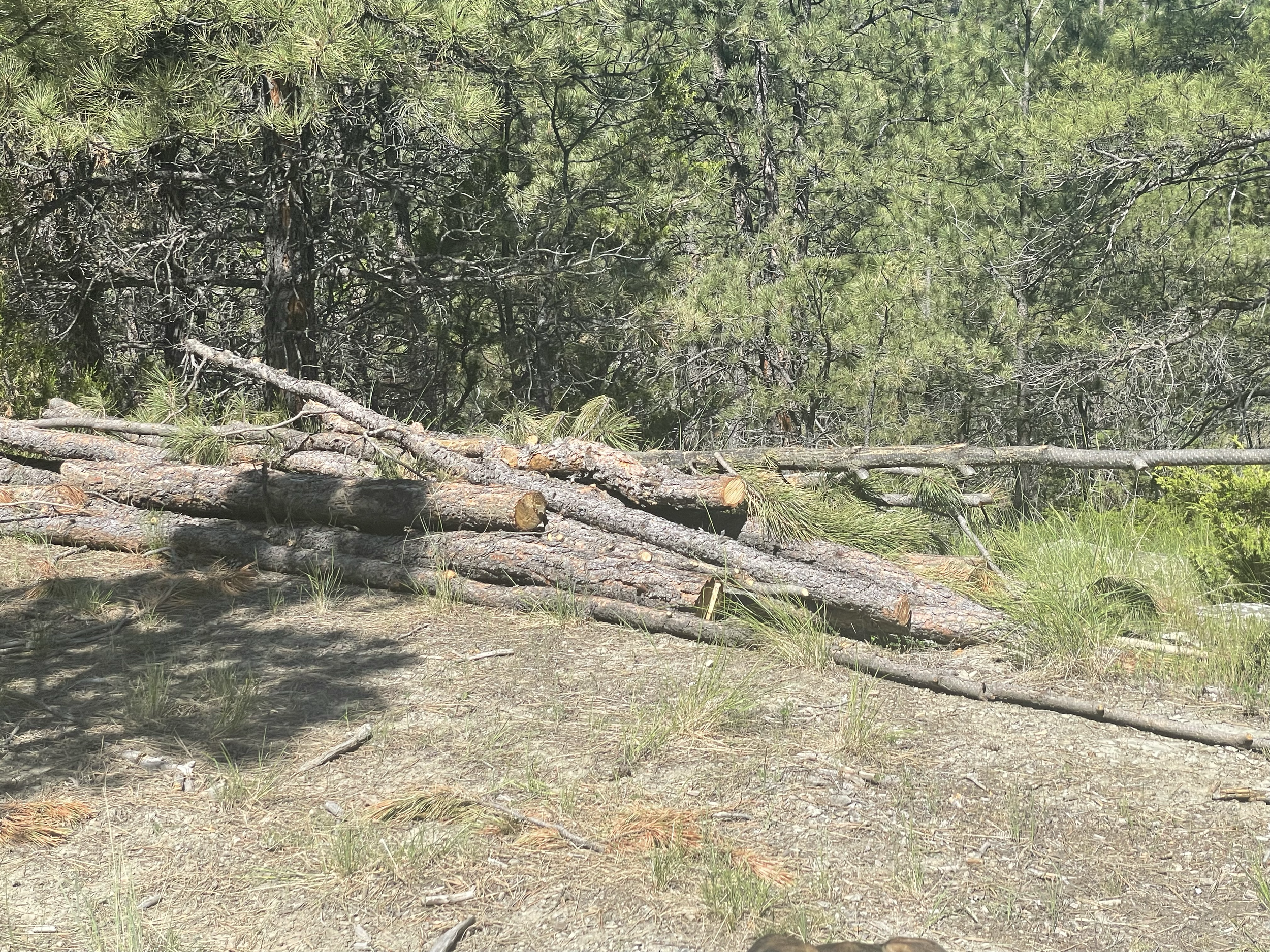 The owner had been trying to remove trees by hand himself before our arrival. We not only finished the work of thinning the forest, but also took care of the piles he had accumulated around the property.