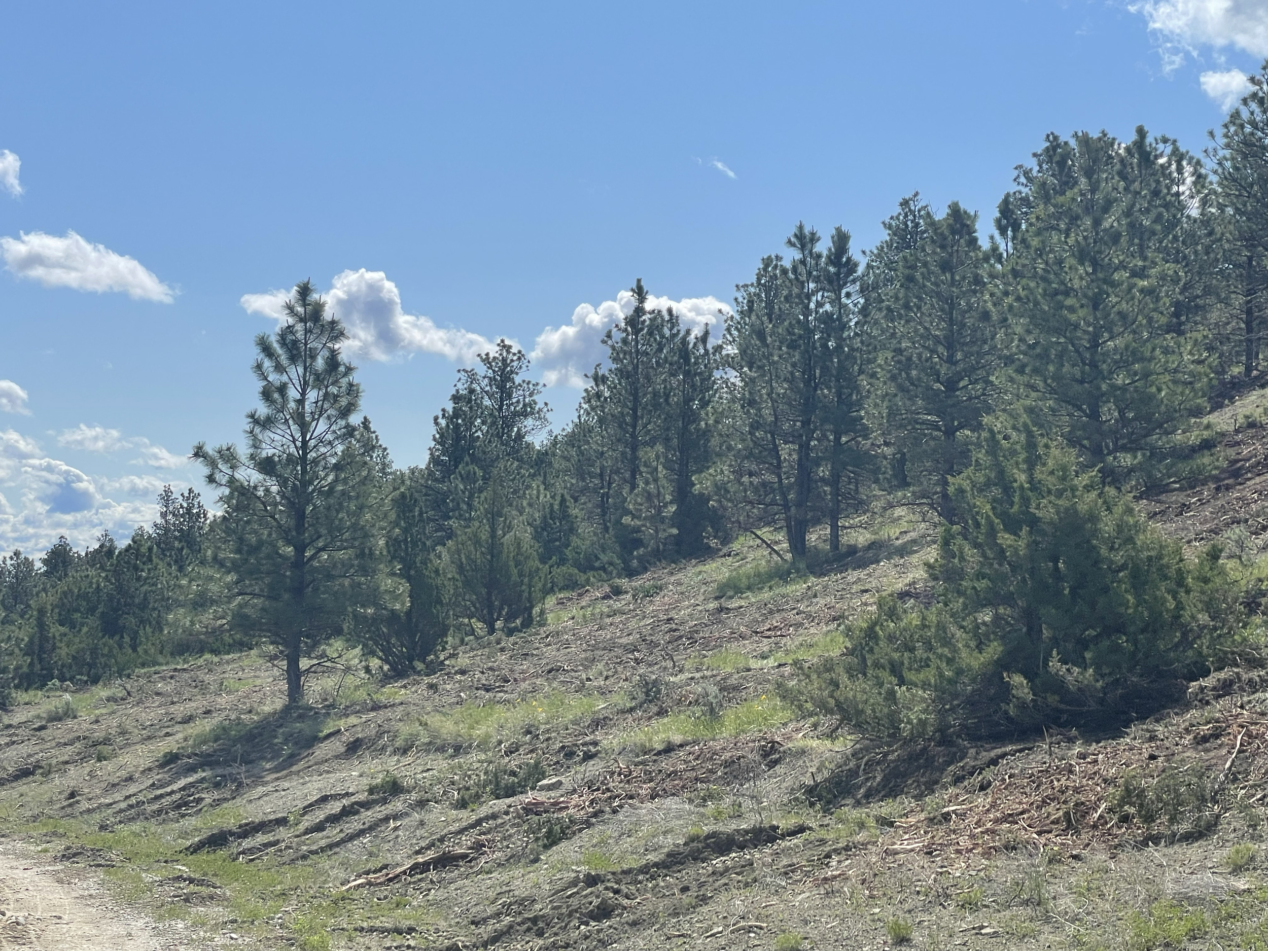 In just a few short days the transformation was striking. 